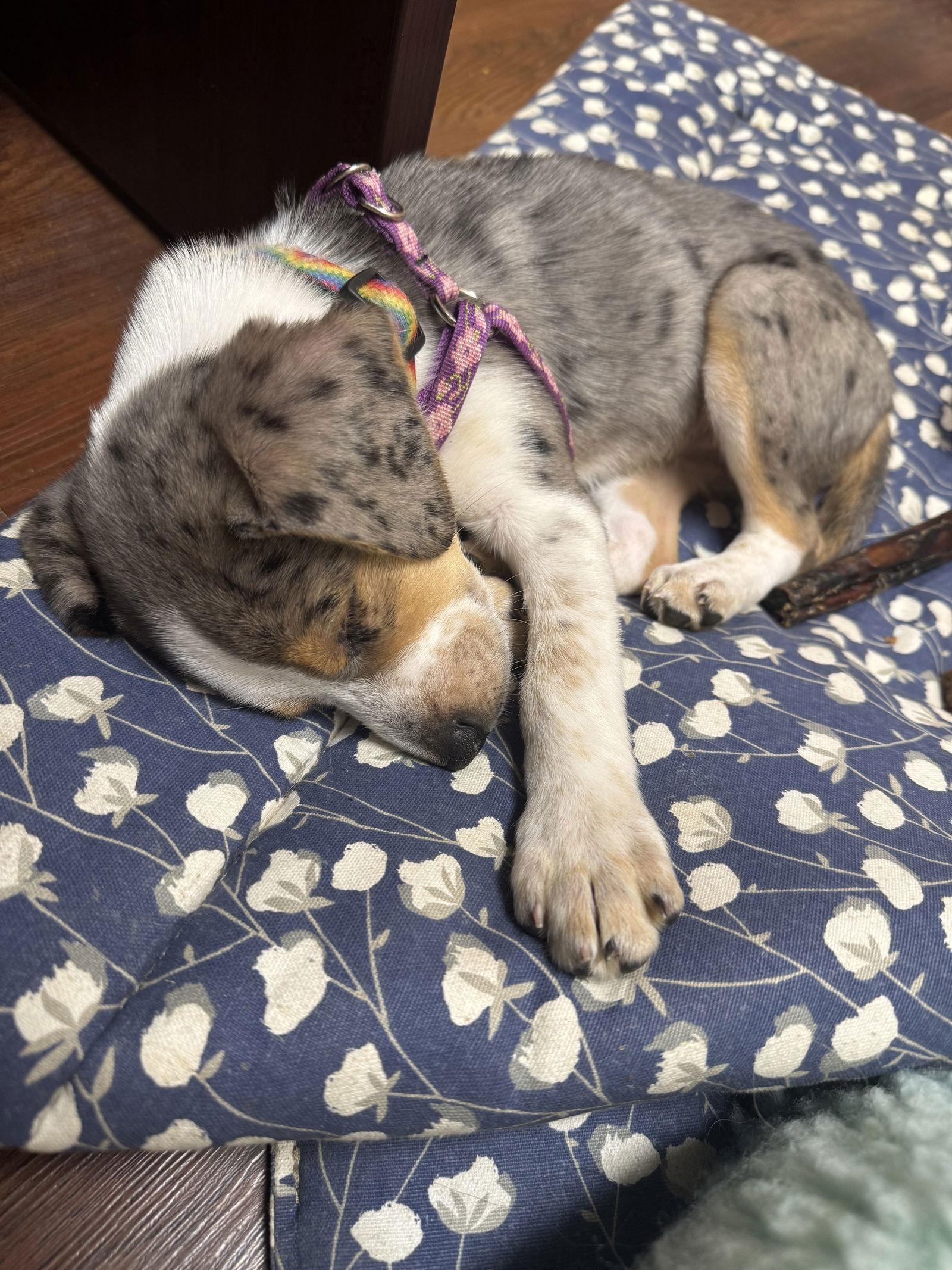 Enlarge PEACH, a Adopted mixed breed in Raphine, VA image 1/3