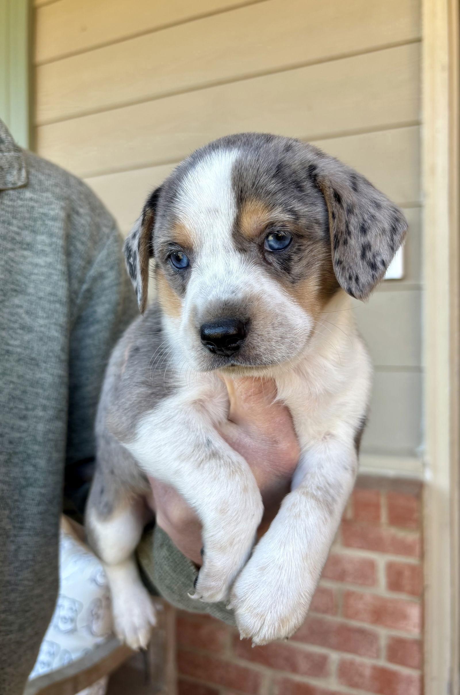 Enlarge PEACH, a Adopted mixed breed in Raphine, VA image 3/3