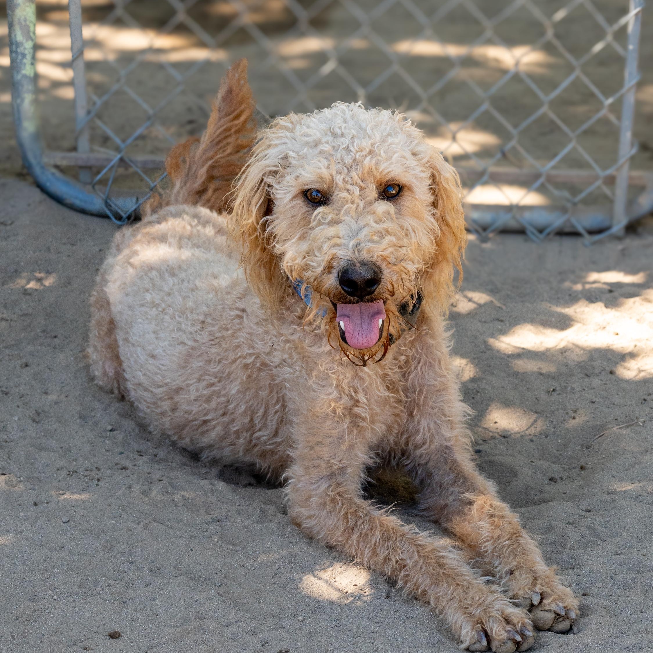 MISS BLONDE, a Adoptable mixed breed in Fresno, CA image 1/6