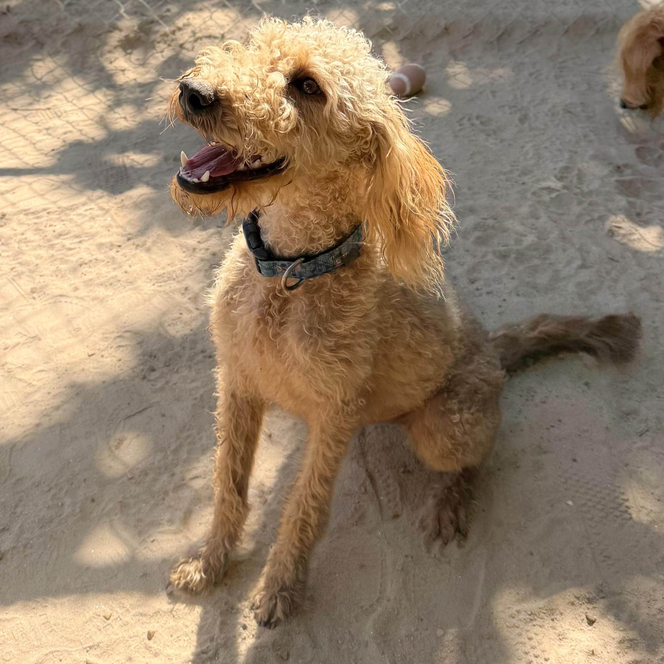 MISS BLONDE, a Adoptable mixed breed in Fresno, CA image 5/6