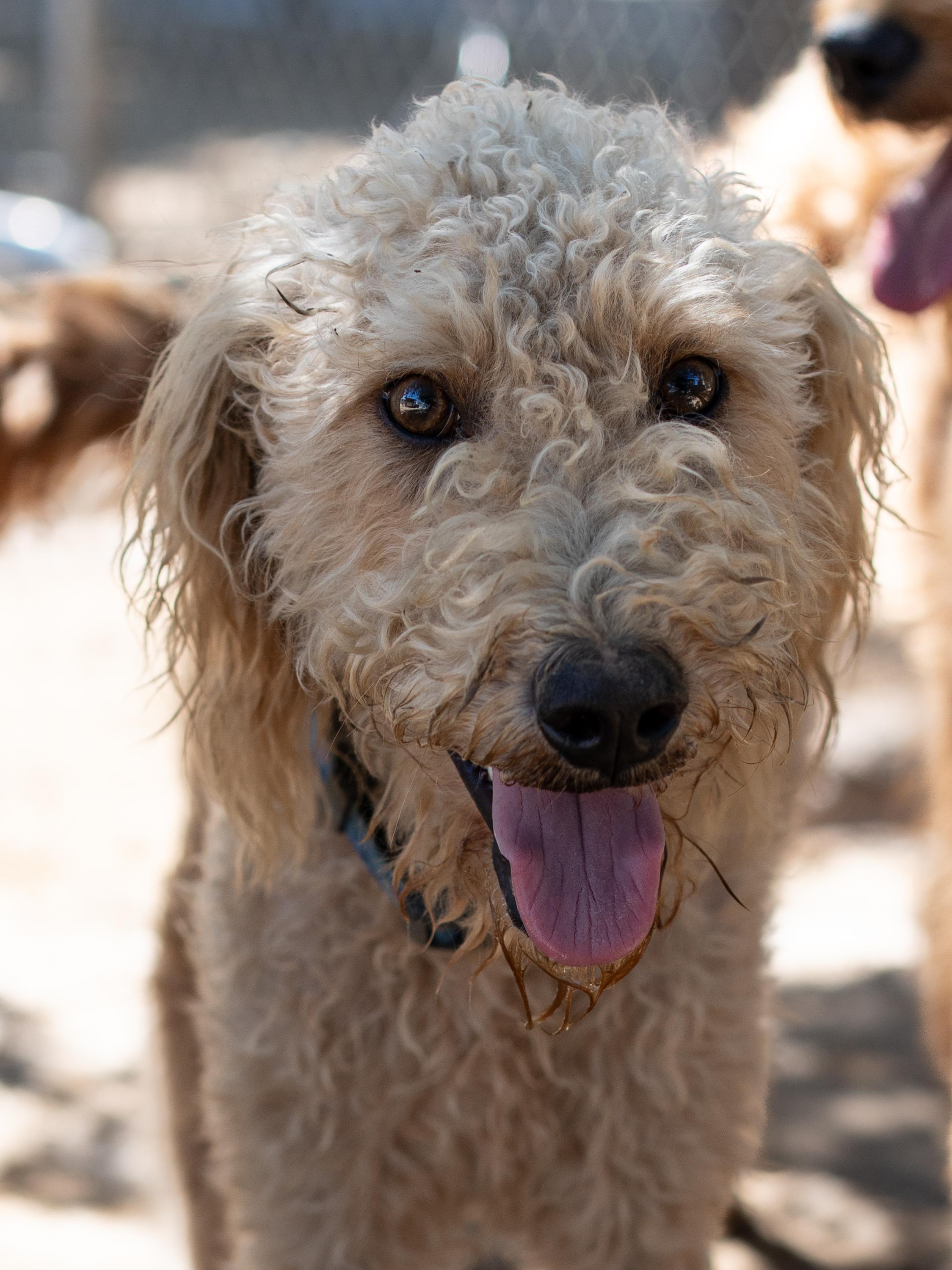 MISS BLONDE, a Adoptable mixed breed in Fresno, CA image 2/6
