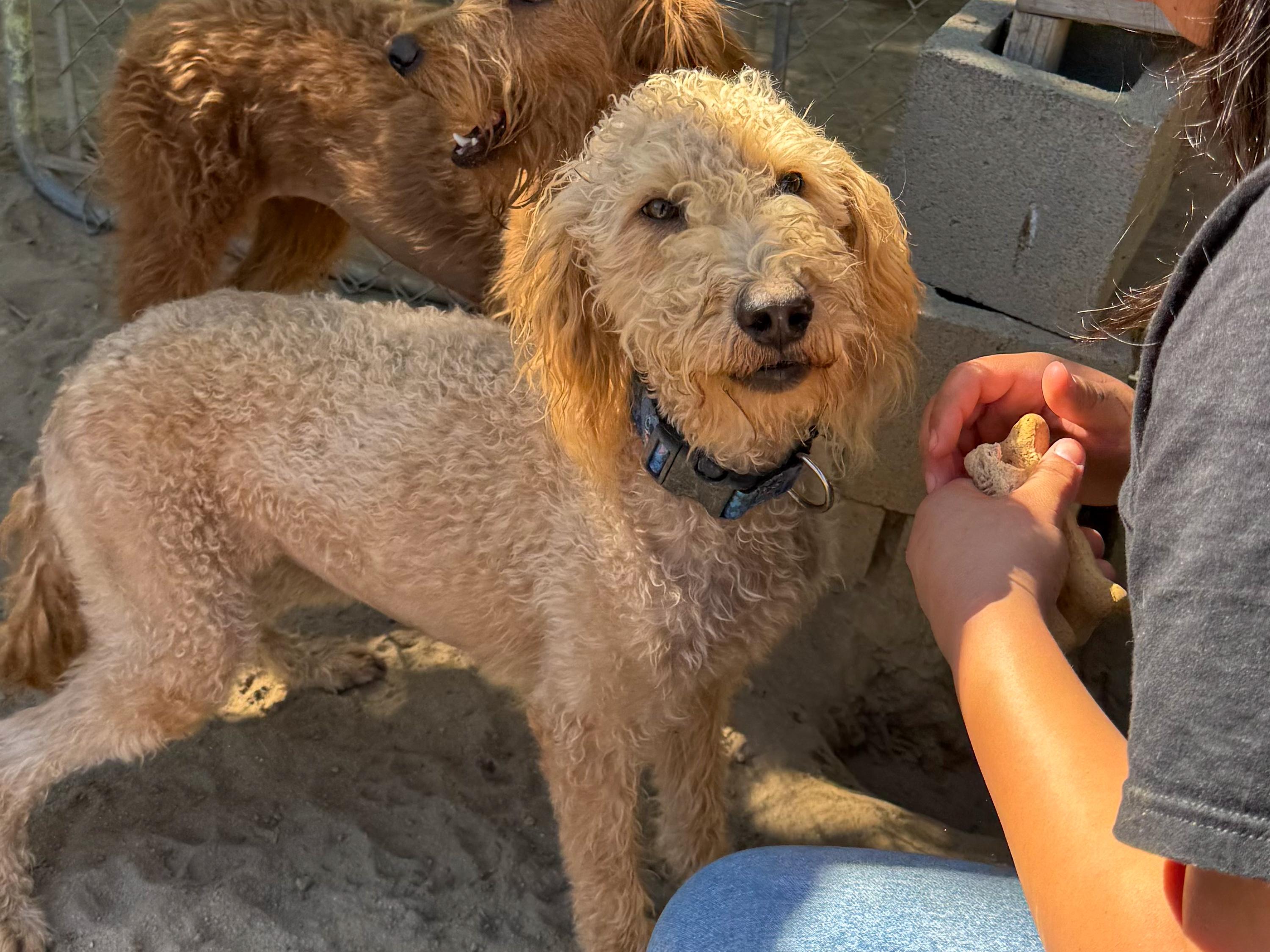 MISS BLONDE, a Adoptable mixed breed in Fresno, CA image 4/6