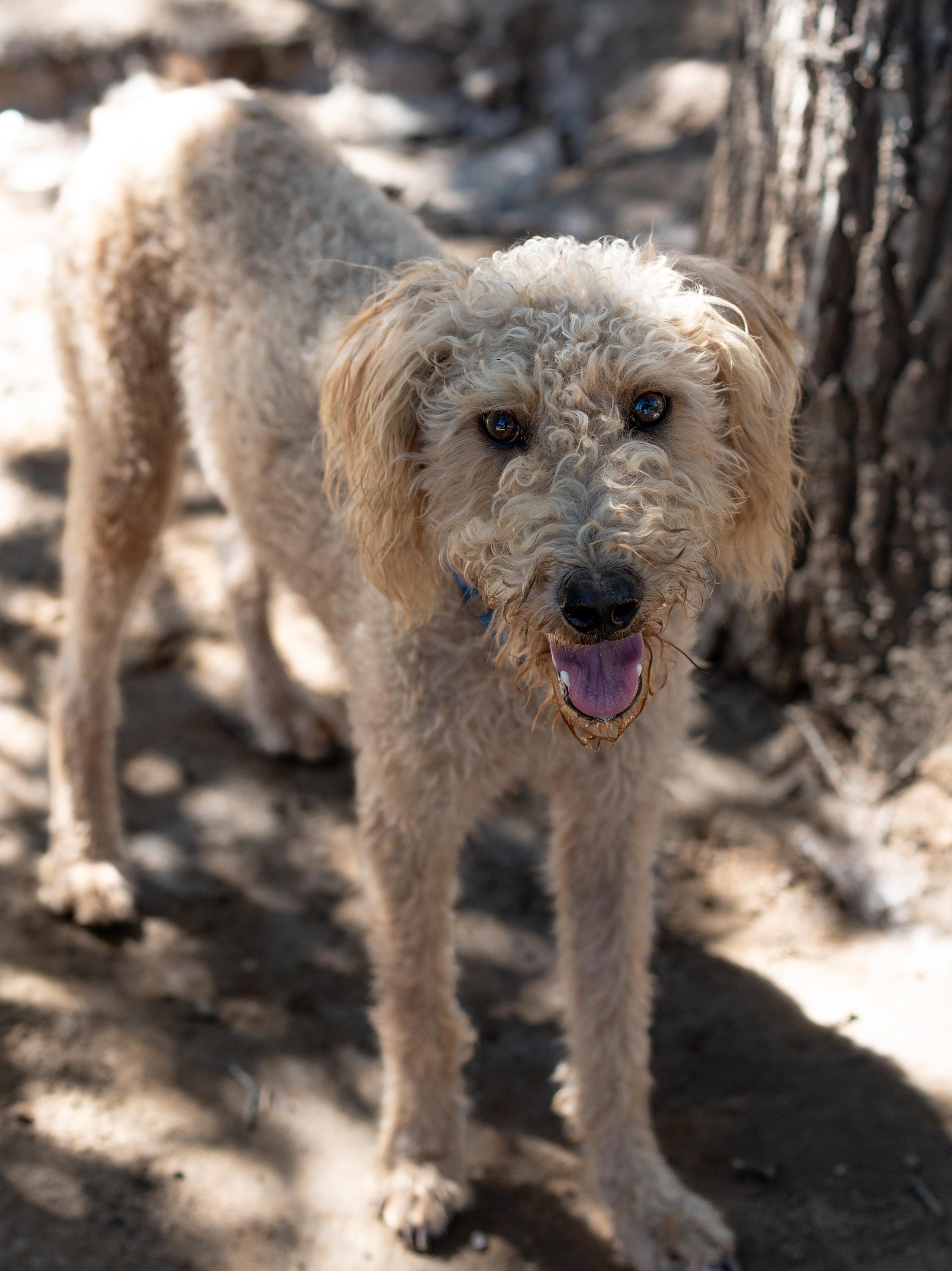 MISS BLONDE, a Adoptable mixed breed in Fresno, CA image 3/6