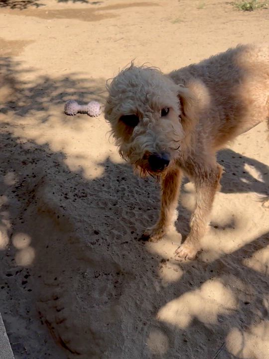 Enlarge MISS BLONDE, a Adoptable mixed breed in Fresno, CA video 6/6