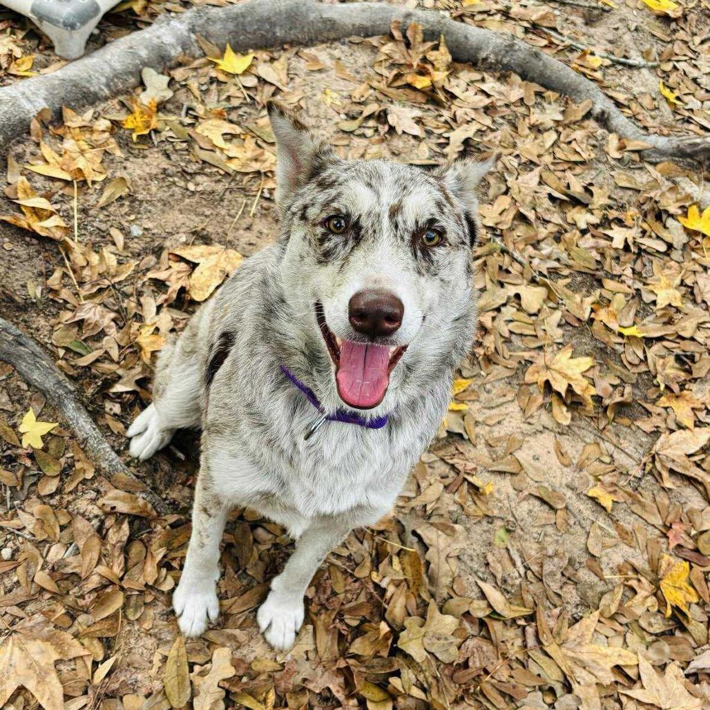 Athina, Adoptable, Adult Female Catahoula Leopard Dog & Mixed Breed.