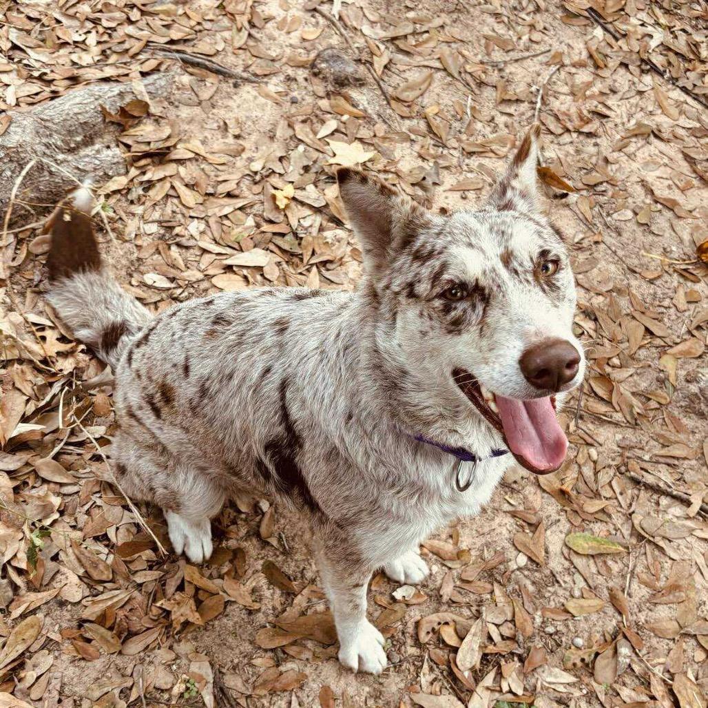 Athina, a Adoptable mixed breed in Spring, TX image 2/5