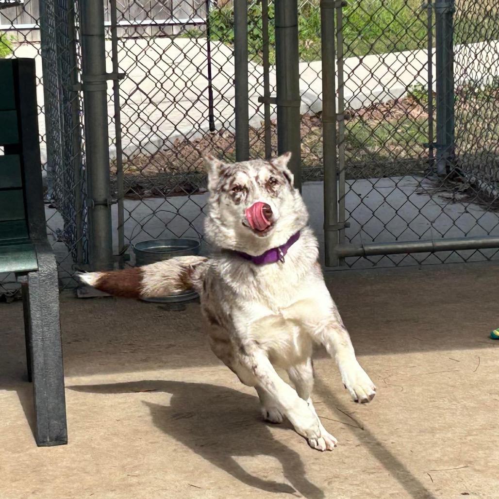 Enlarge Athina, a Adoptable mixed breed in Spring, TX image 3/6