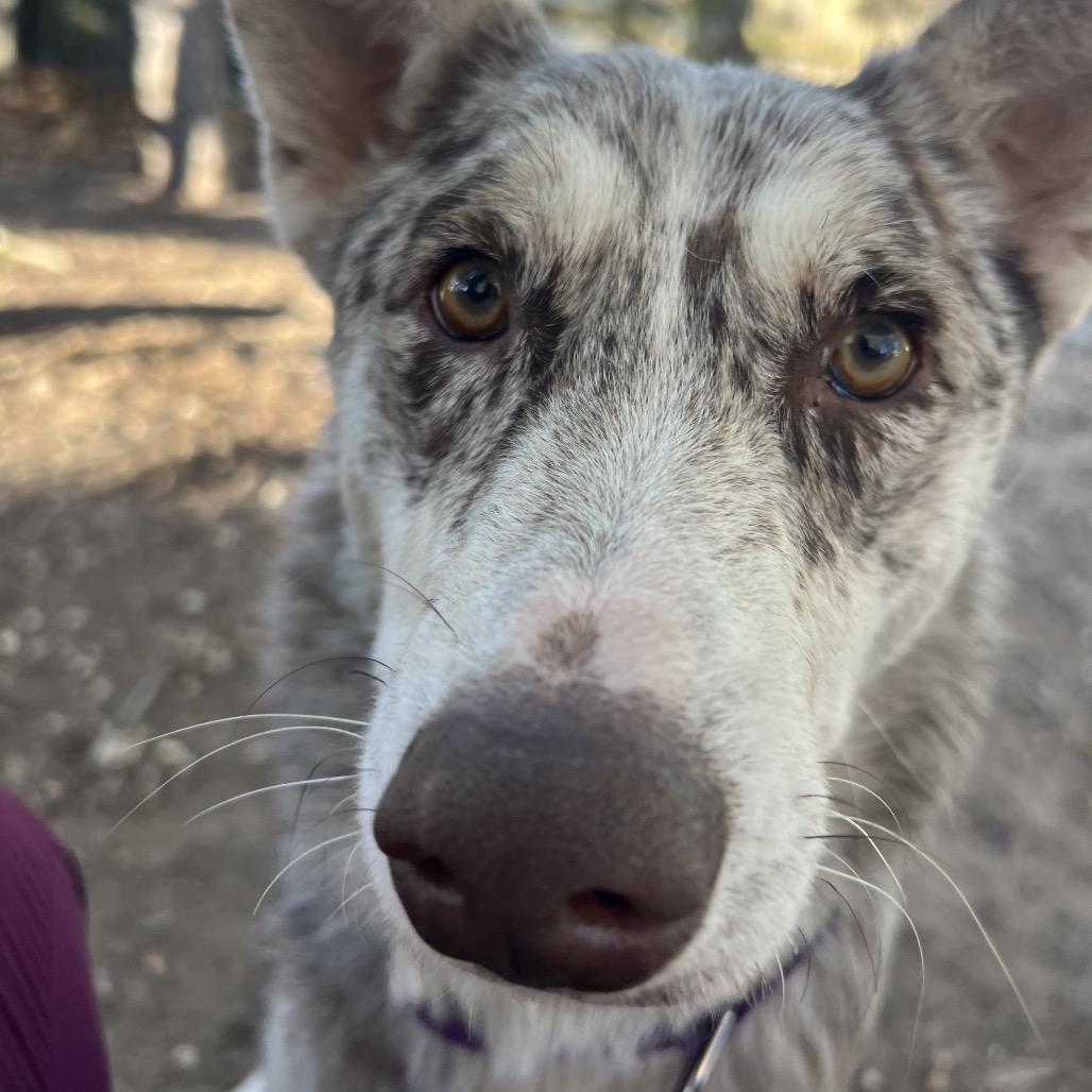 Athina, a Adoptable mixed breed in Spring, TX image 3/5