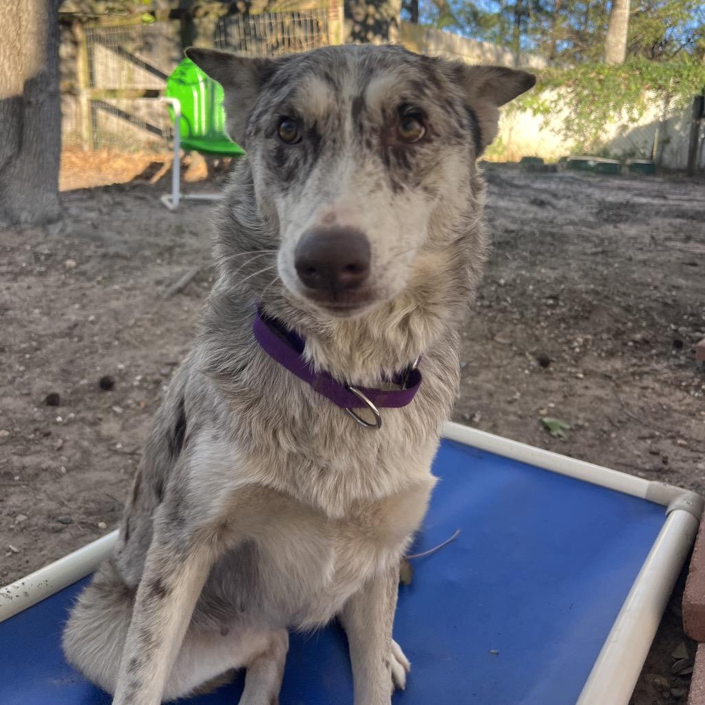 Athina, a Adoptable mixed breed in Spring, TX image 5/5