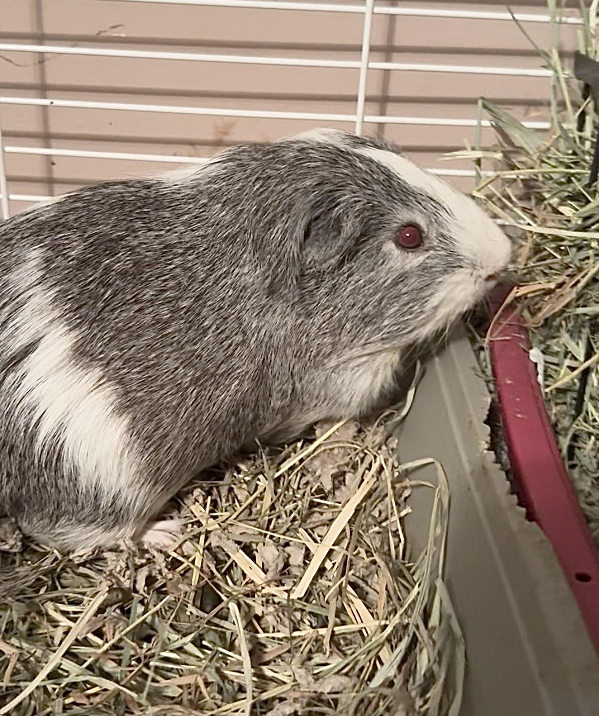Kenobi, Adoptable, Adult Male Guinea Pig.