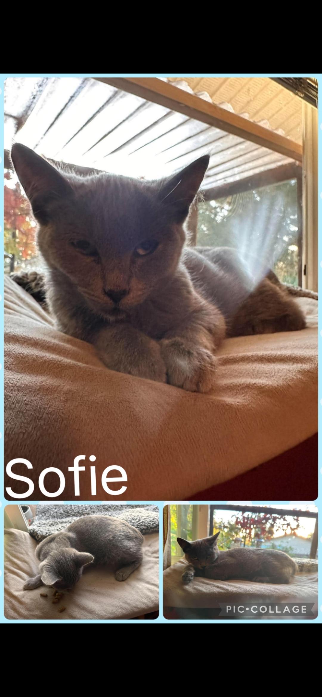 Sofie, Adoptable, Kitten Female Domestic Short Hair.