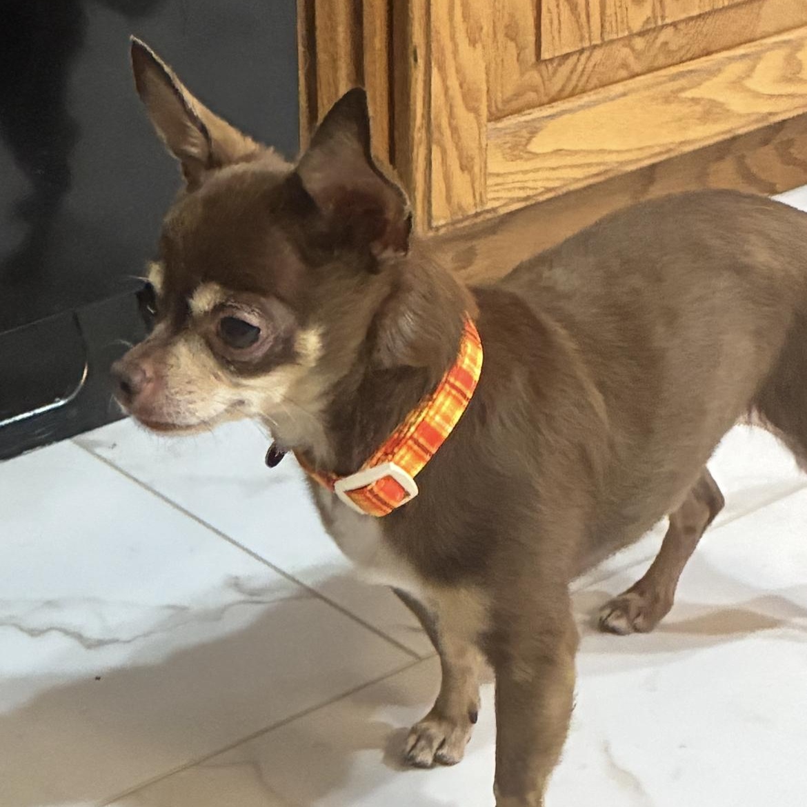 Enlarge Hector, a ADOPTABLE Chihuahua in Saint Louis, MO image 1/2