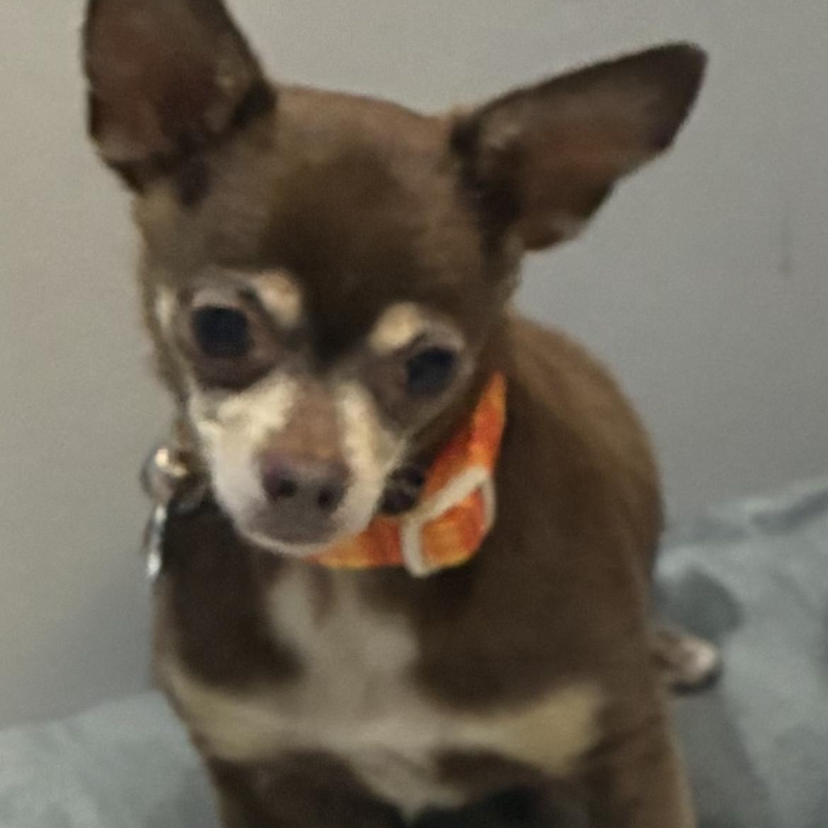 Enlarge Hector, a ADOPTABLE Chihuahua in Saint Louis, MO image 2/2