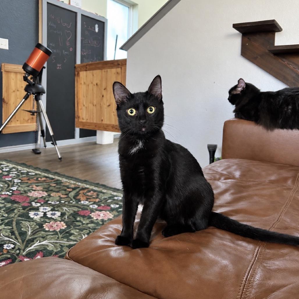Enlarge Angel's Kiss, a Adoptable Domestic Short Hair in Boerne, TX image 1/2