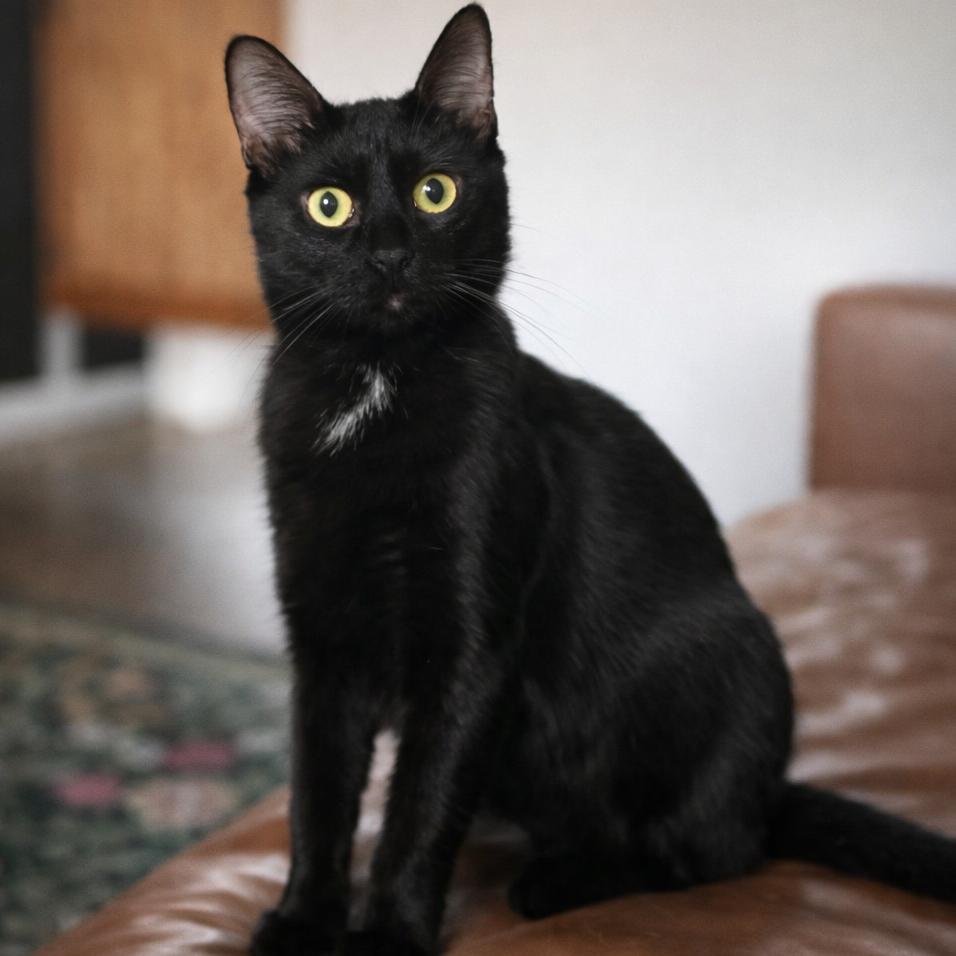 Enlarge Angel's Kiss, a Adoptable Domestic Short Hair in Boerne, TX image 1/1