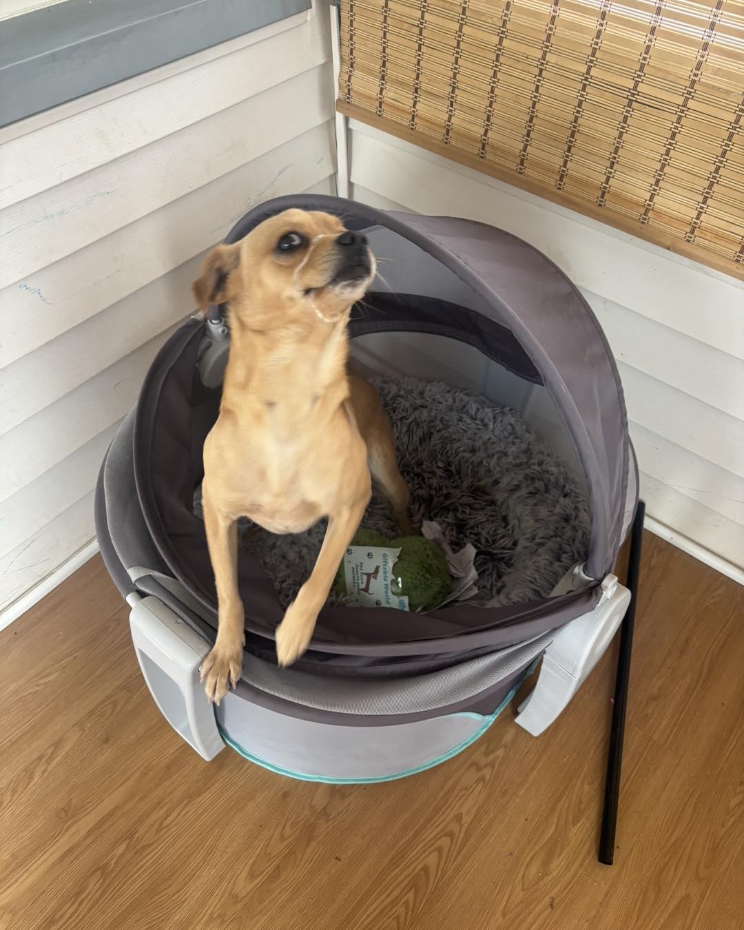 Enlarge Milo, a ADOPTABLE mixed breed in Winsted, CT image 2/3