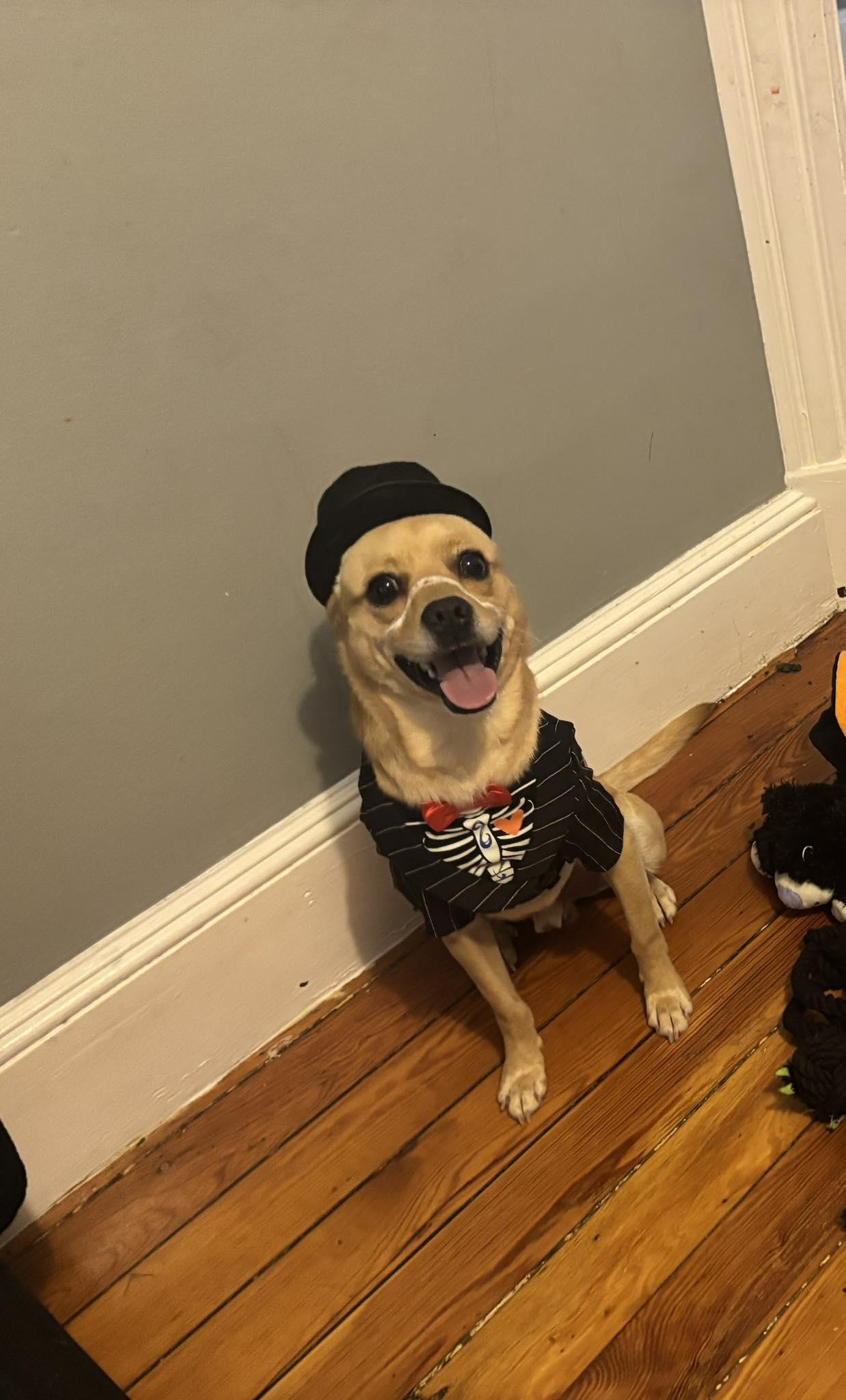 Enlarge Milo, a ADOPTABLE mixed breed in Winsted, CT image 1/3