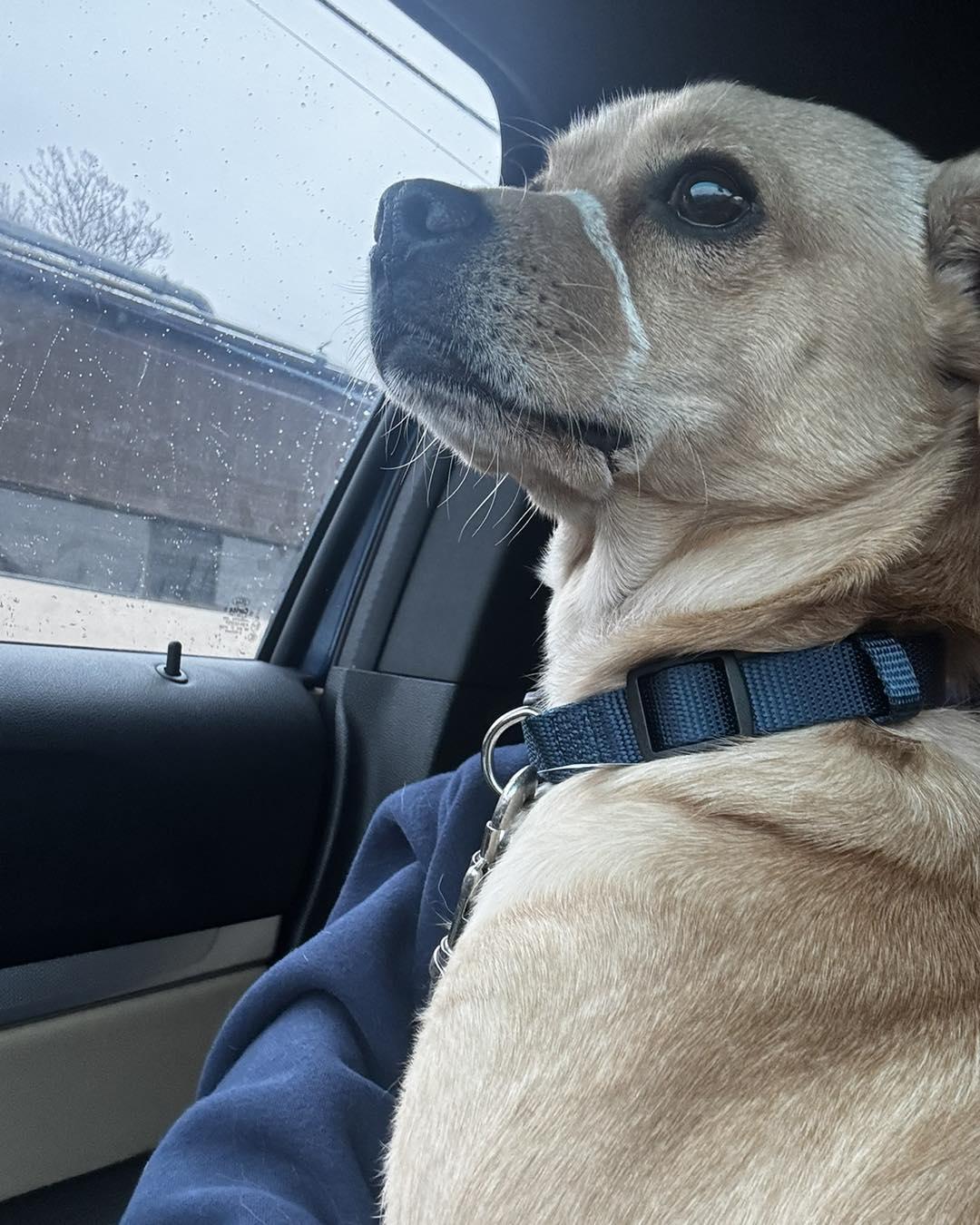 Enlarge Milo, a ADOPTABLE mixed breed in Winsted, CT image 3/3