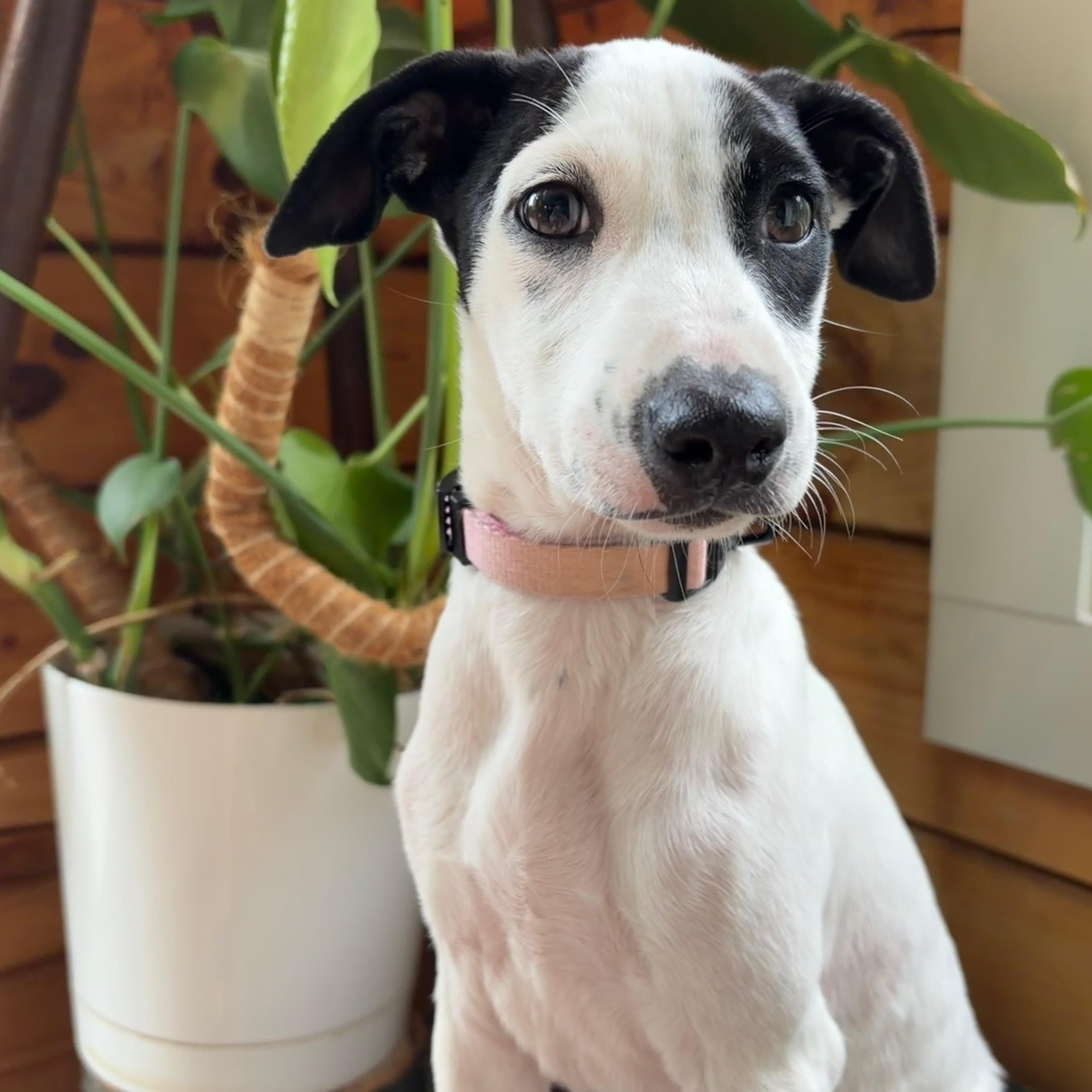 Boba - The Cuddliest Puppy Ever, an adopted mixed breed in VERNON, NJ image 4/6