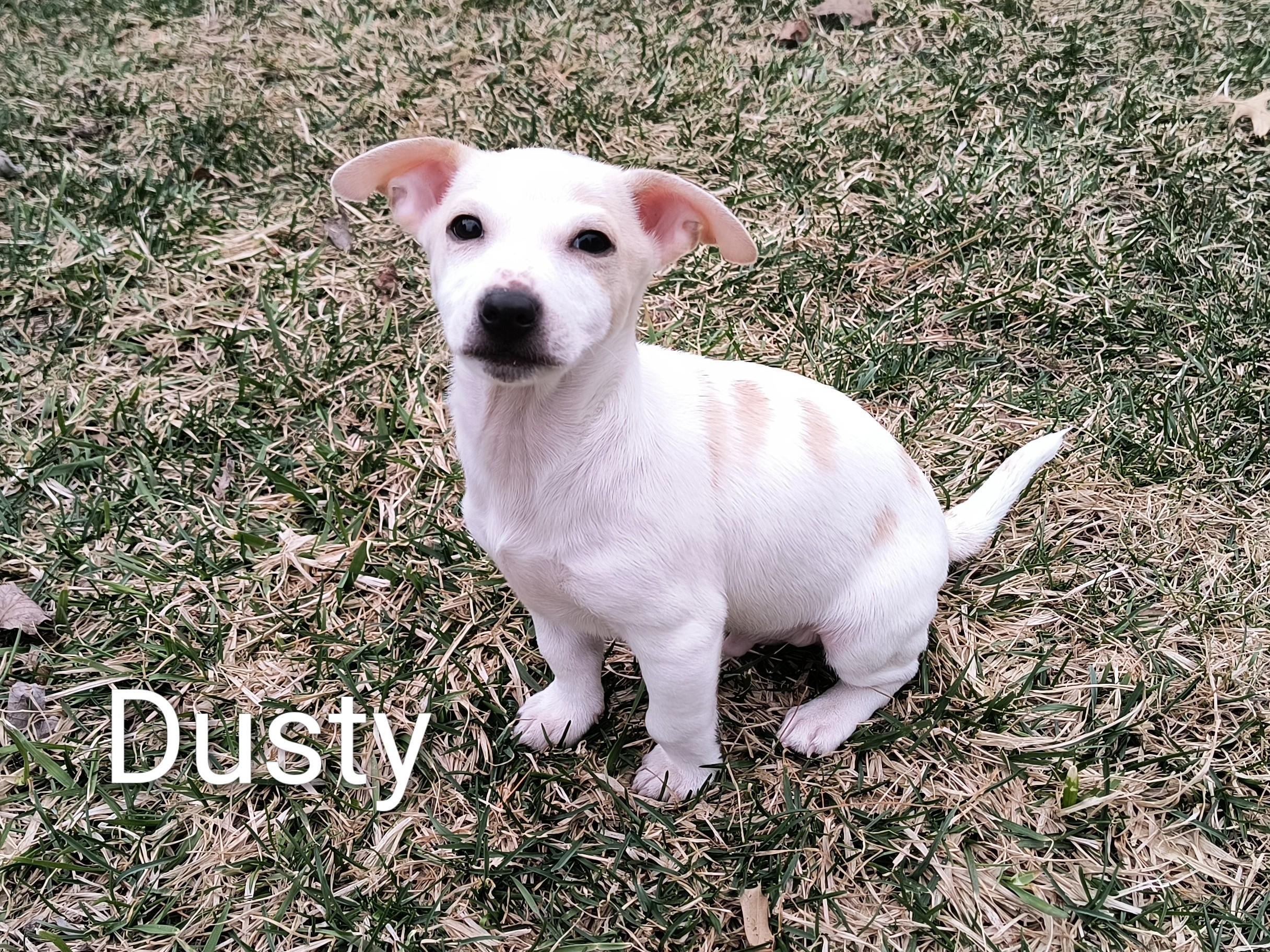 Dusty, a ADOPTABLE mixed breed in Aurora, IL image 2/2