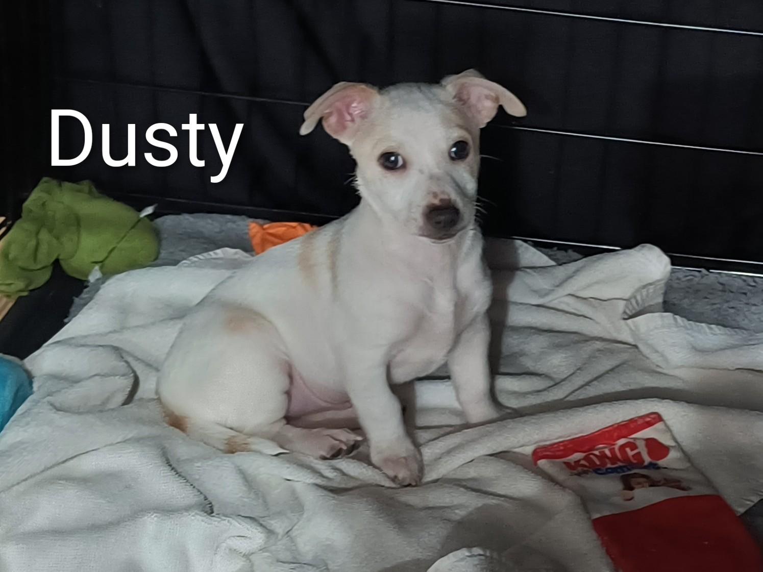 Dusty, a ADOPTABLE mixed breed in Aurora, IL image 1/2