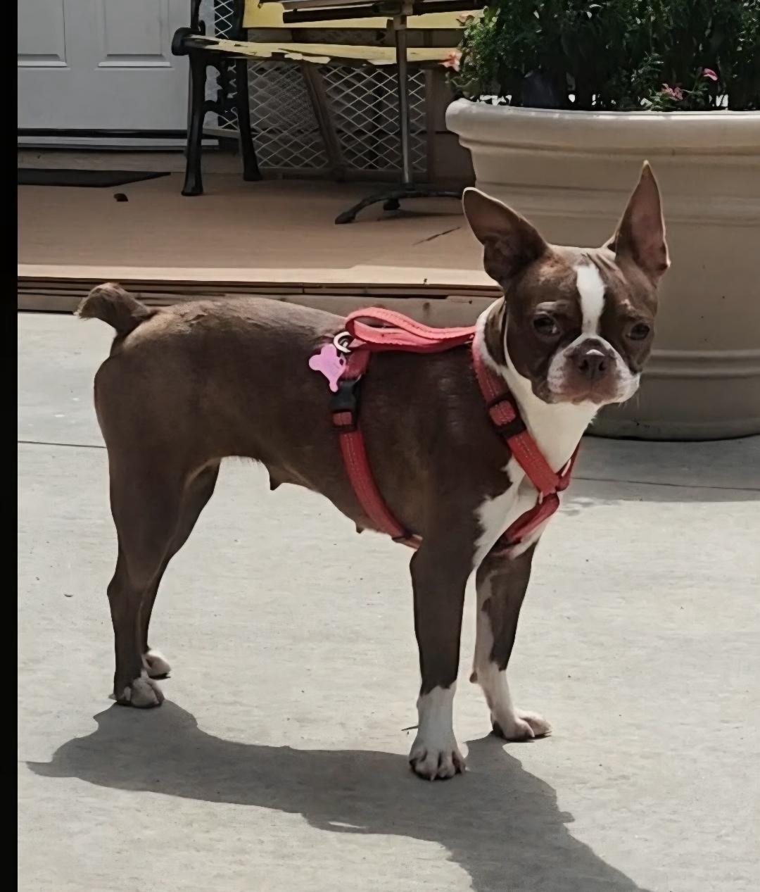 Enlarge Bertie in CO, a Adoptable Boston Terrier in Littleton, CO image 3/6