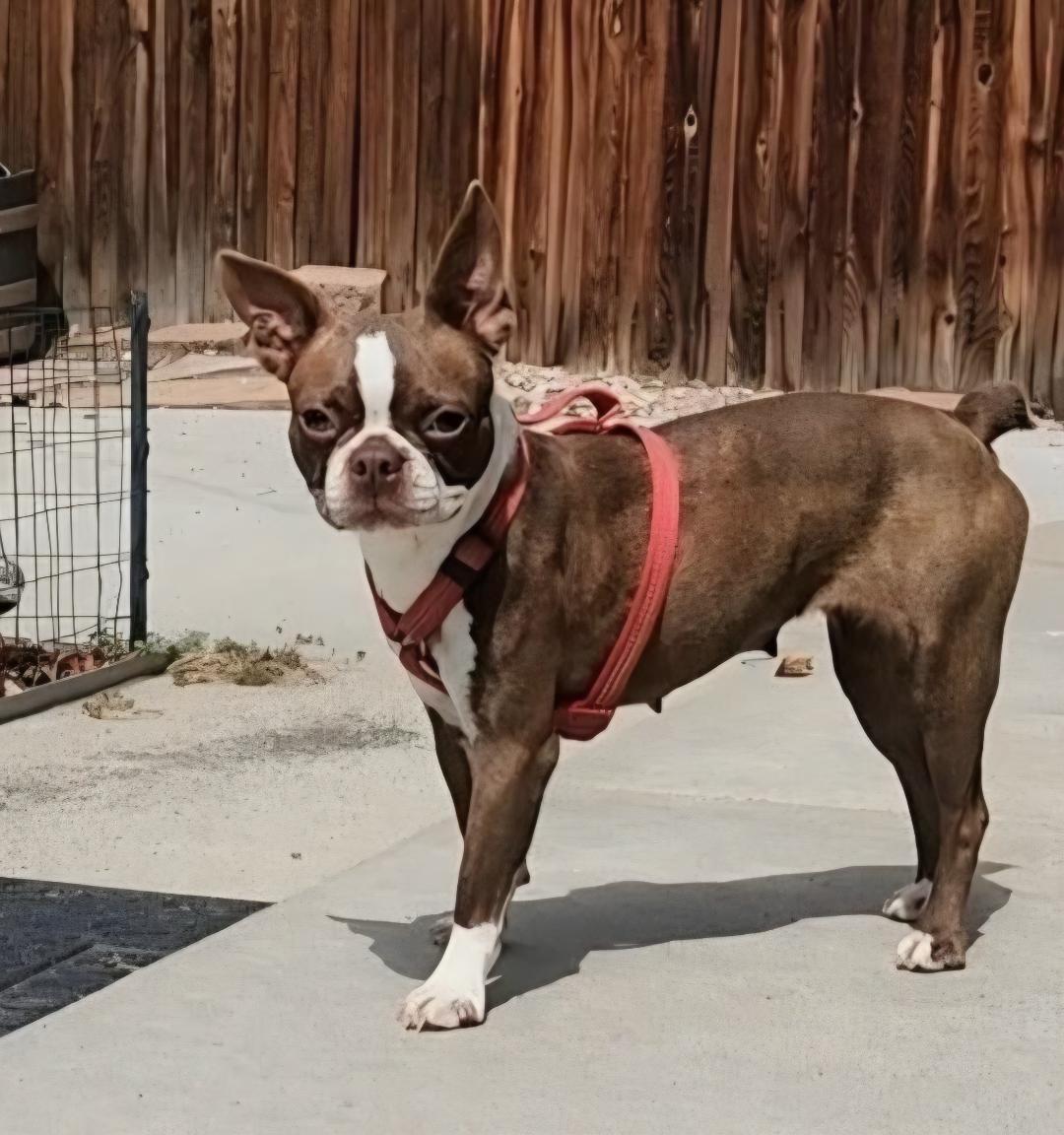 Bertie in CO, Adoptable, Young Female Boston Terrier.