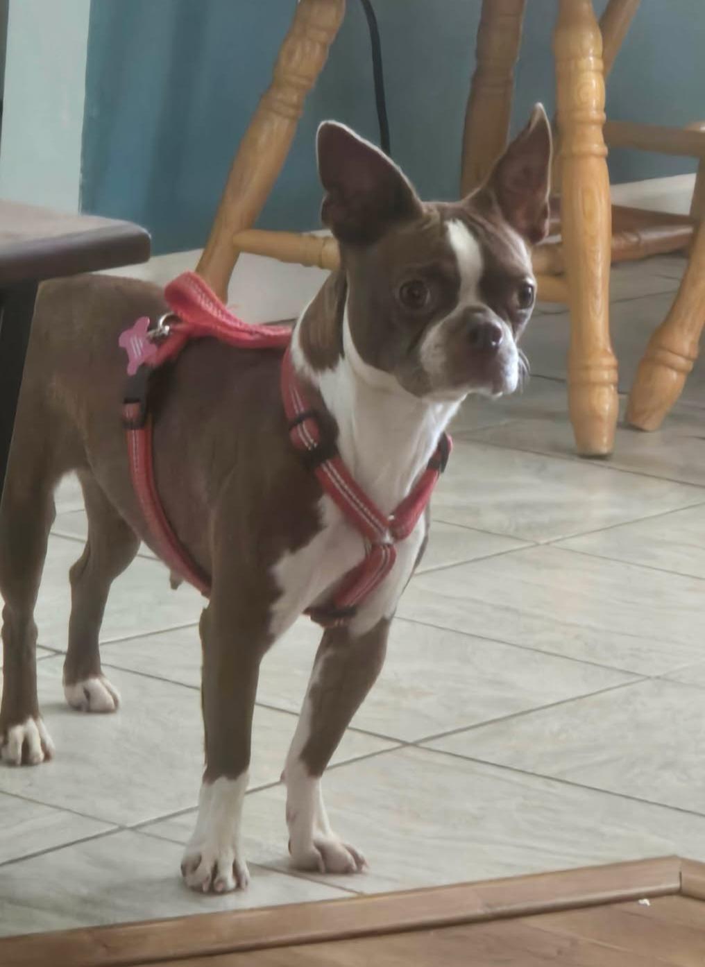 Enlarge Bertie in CO, a Adoptable Boston Terrier in Littleton, CO image 2/6