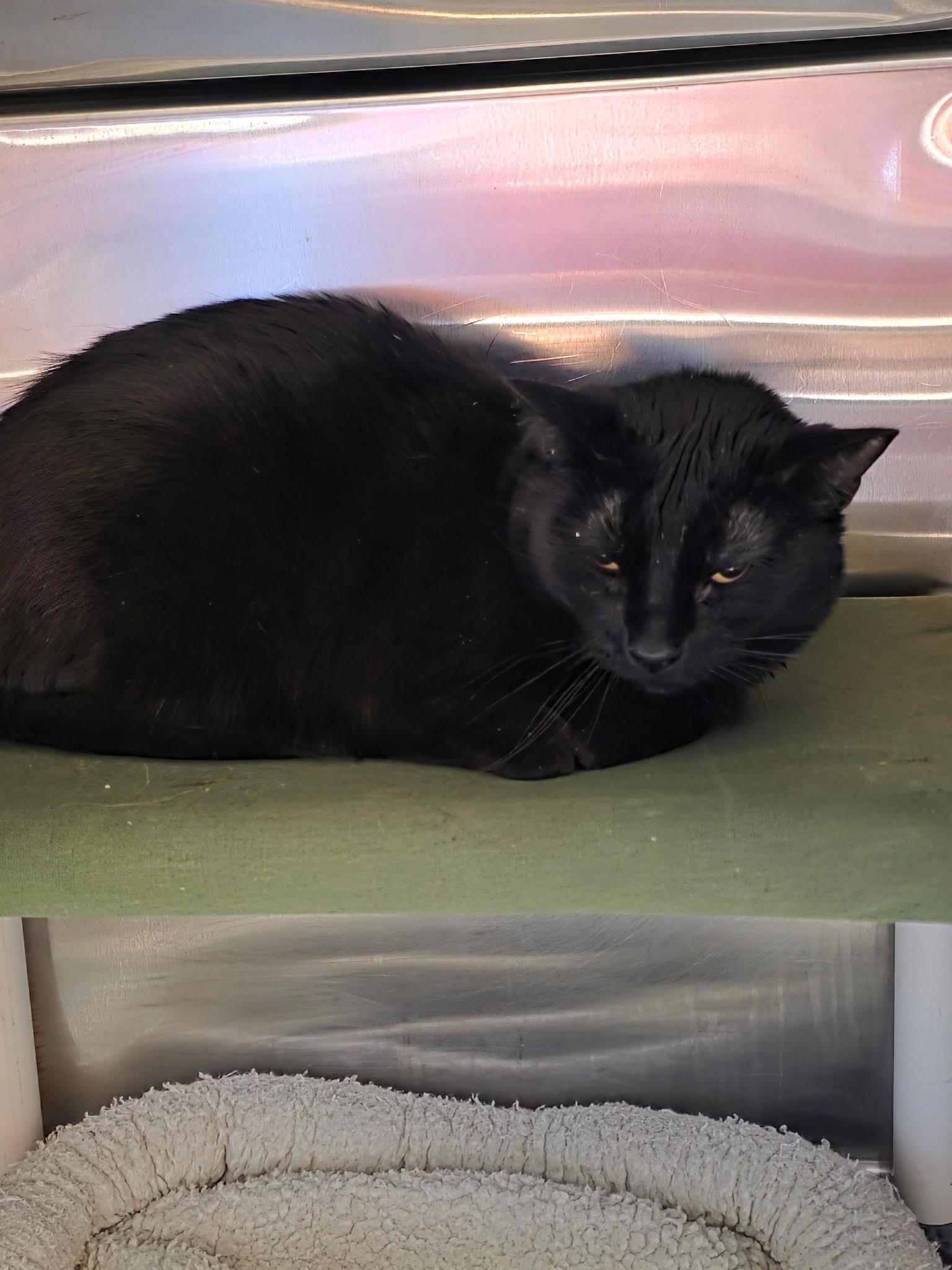 26-0134 "Thrope", Adoptable, Adult Male Domestic Short Hair.