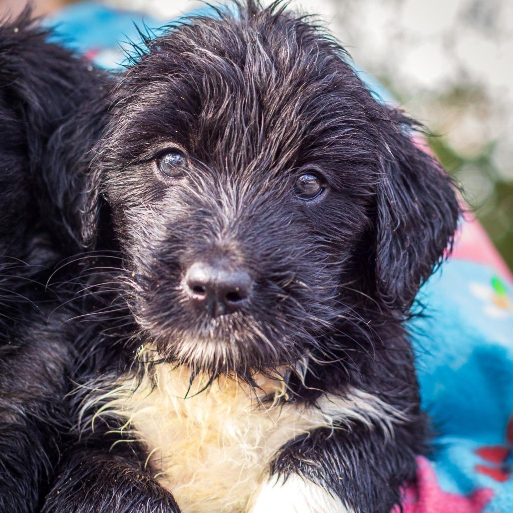Frankie, Adoptable, Puppy Female Collie & Black Mouth Cur.