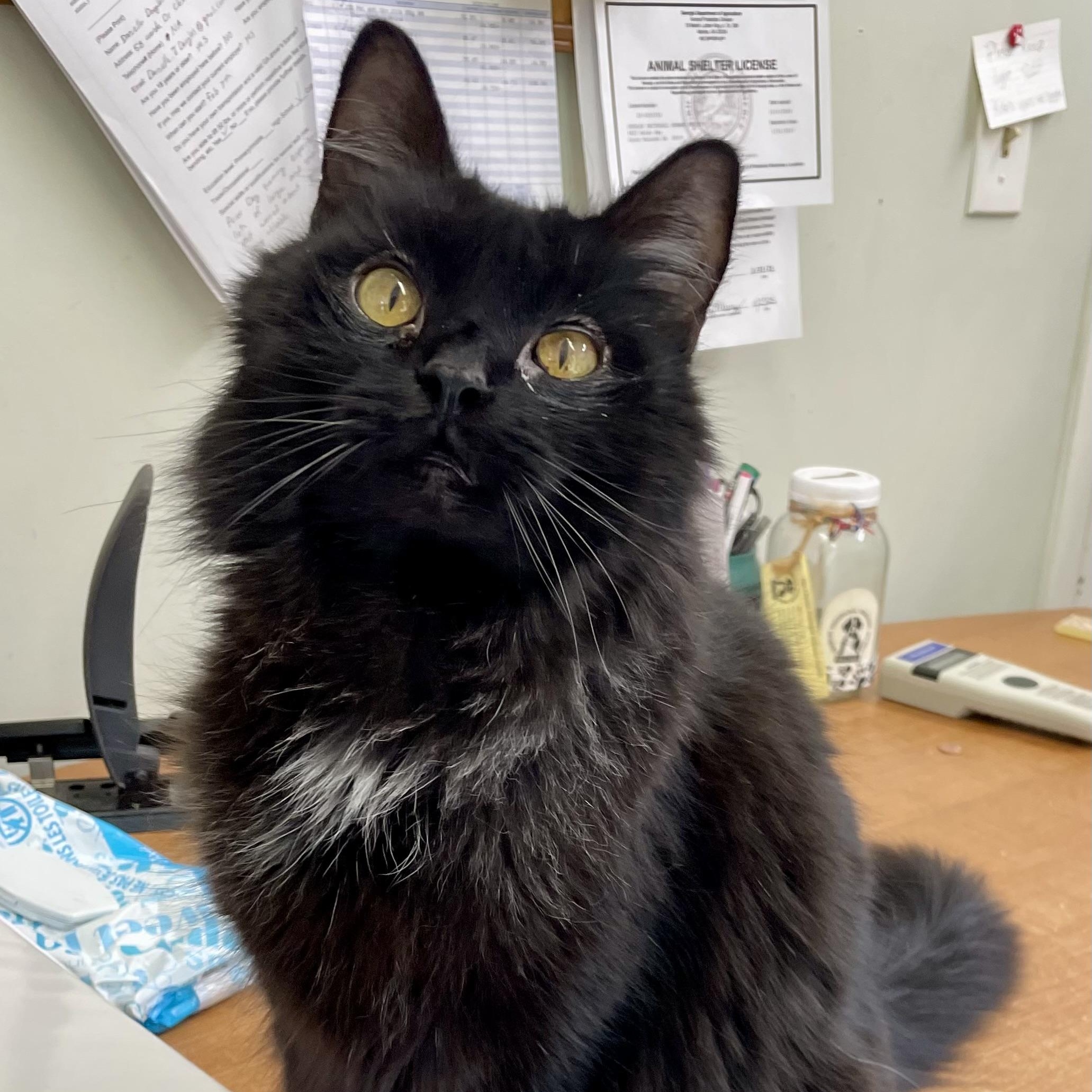 Kiko, Adoptable, Senior Male Domestic Long Hair.