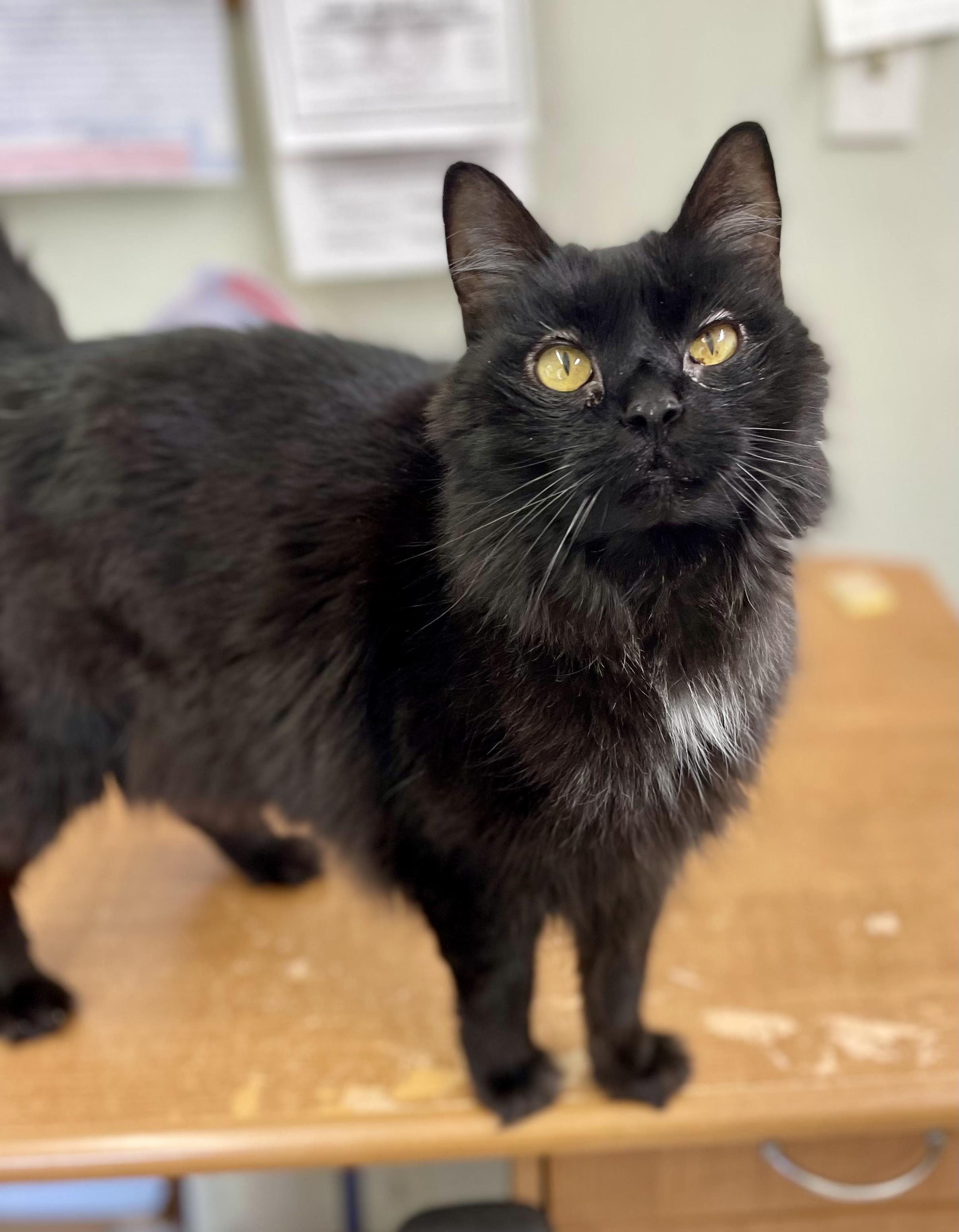 Enlarge Kiko, a Adoptable Domestic Long Hair in Sautee Nacoochee, GA image 3/3