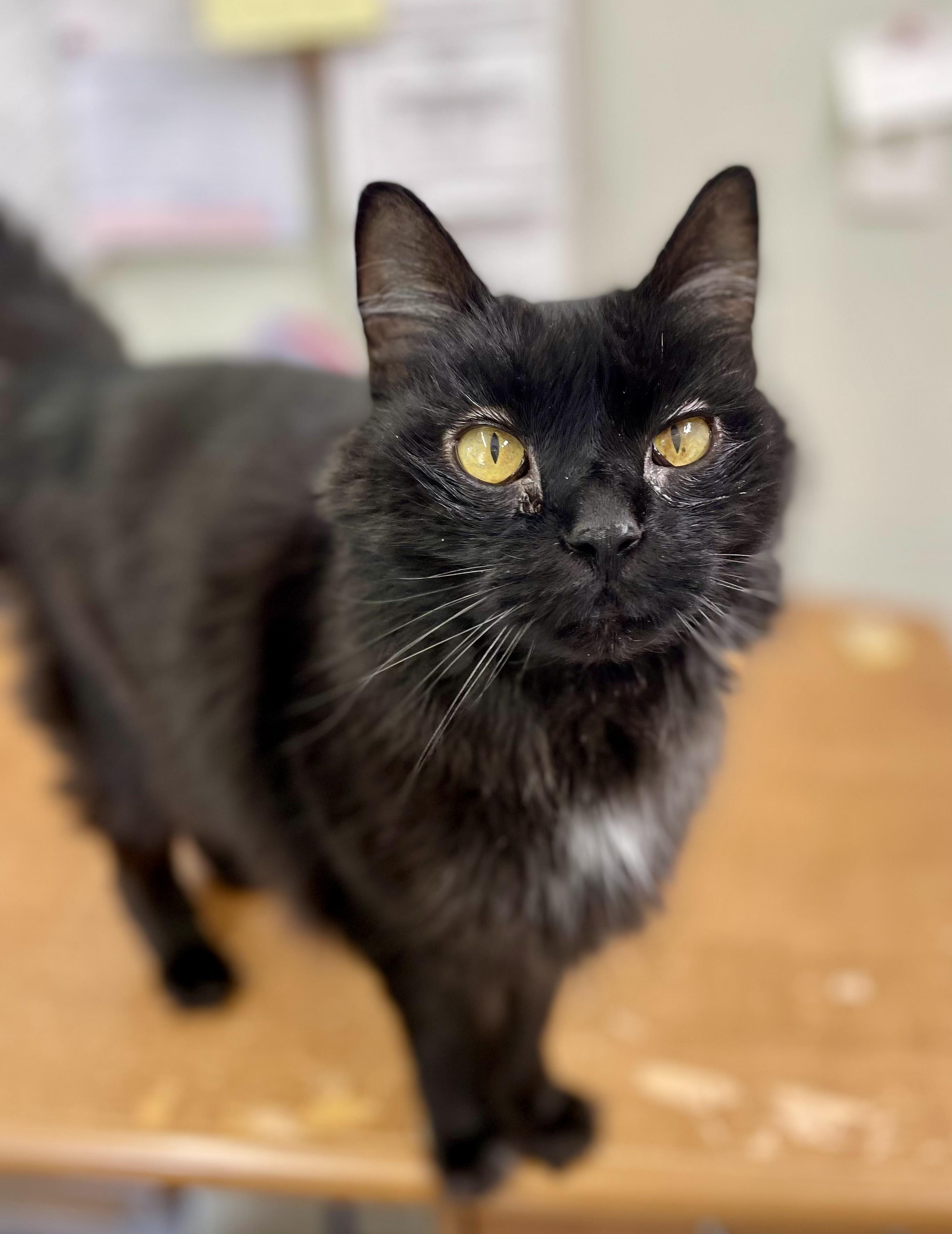 Enlarge Kiko, a Adoptable Domestic Long Hair in Sautee Nacoochee, GA image 2/3