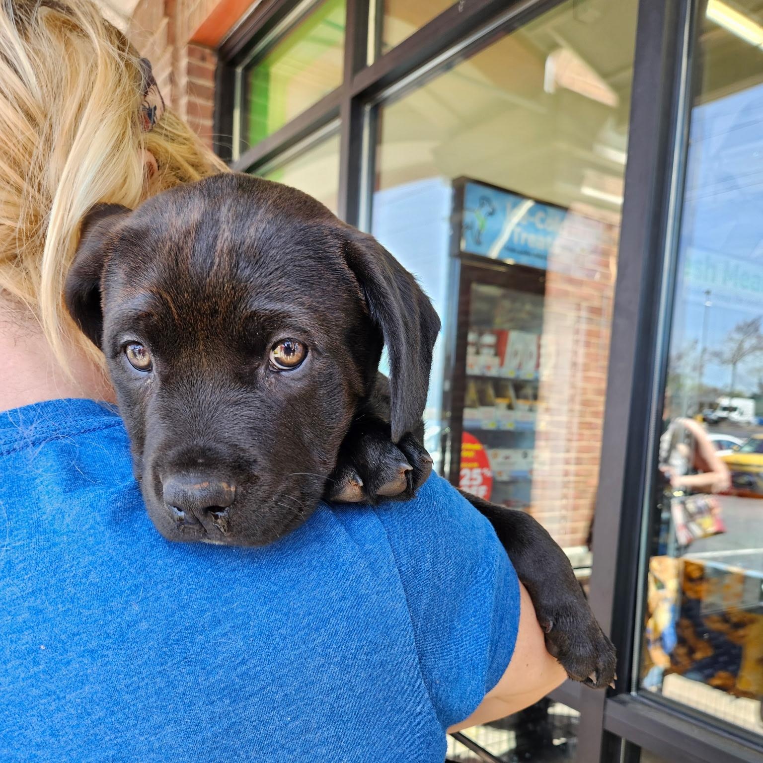 Atlas - Adorable Puppy, son of Gaia, in the Gods & Goddesses Litter!, ADOPTABLE, Puppy Male Rhodesian Ridgeback & Labrador Retriever.