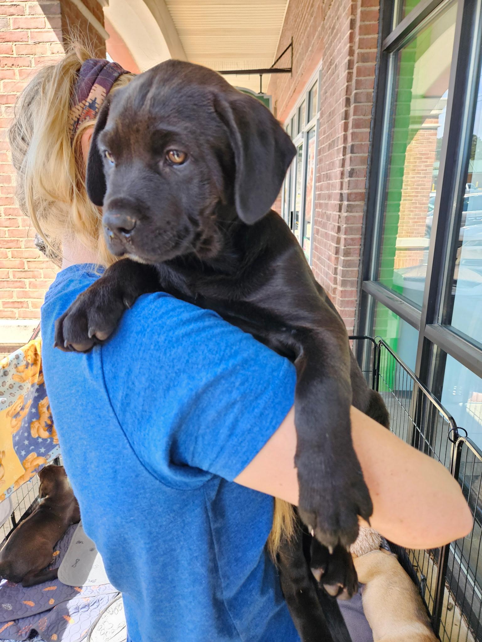 Enlarge Atlas - Adorable Puppy, son of Gaia, in the Gods & Goddesses Litter!, a ADOPTABLE mixed breed in Buford, GA image 5/6