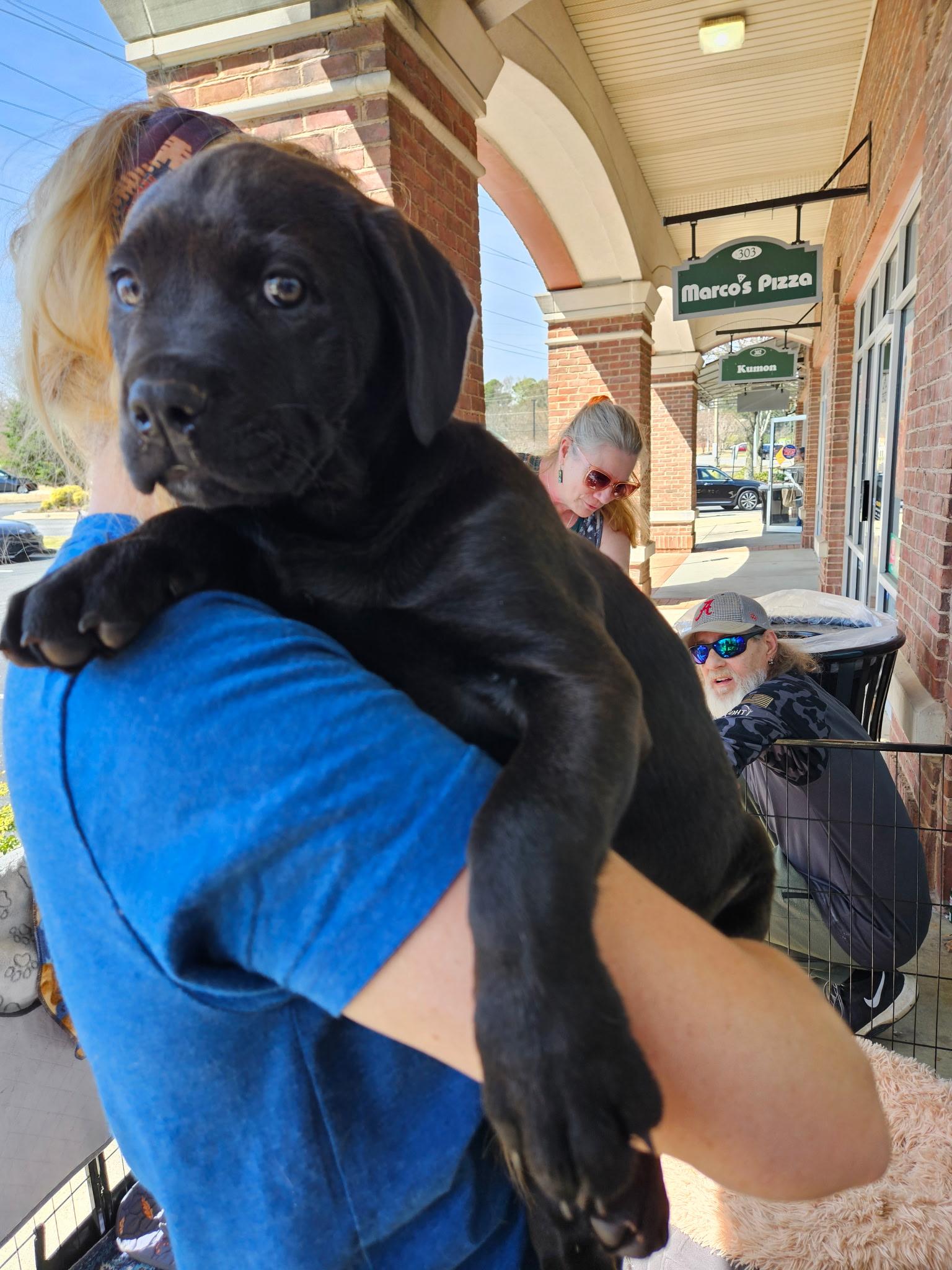 Enlarge Atlas - Adorable Puppy, son of Gaia, in the Gods & Goddesses Litter!, a ADOPTABLE mixed breed in Buford, GA image 3/6