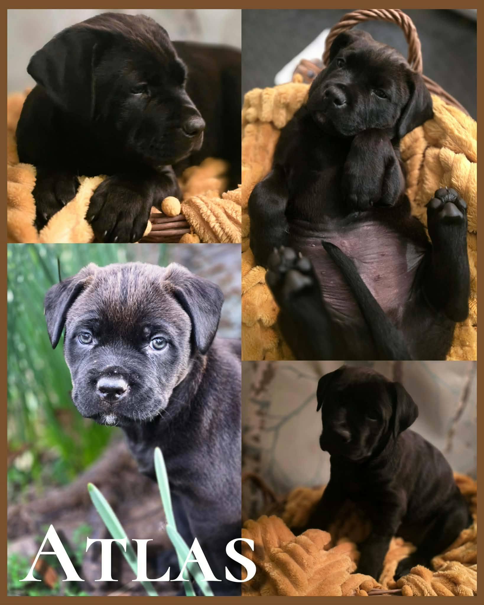 Enlarge Atlas - Adorable Puppy, son of Gaia, in the Gods & Goddesses Litter!, a ADOPTABLE mixed breed in Buford, GA image 6/6