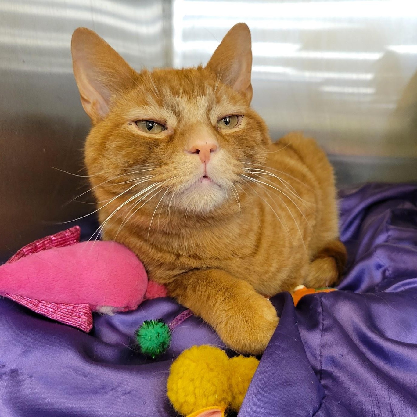 Biddle, Adult Male Tabby