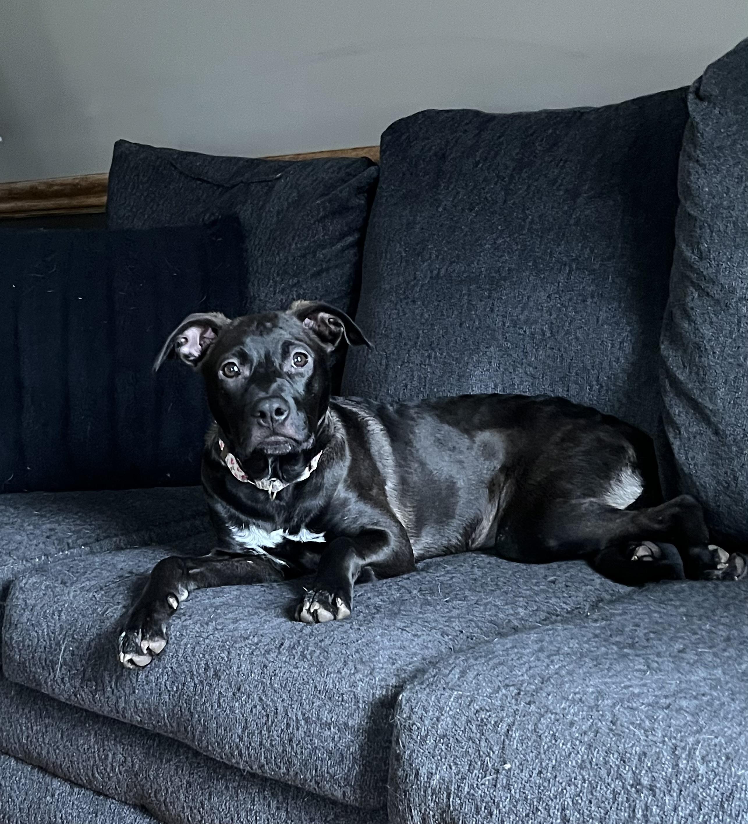 Enlarge Bella, a Adopted mixed breed in Oakdale, PA image 5/6