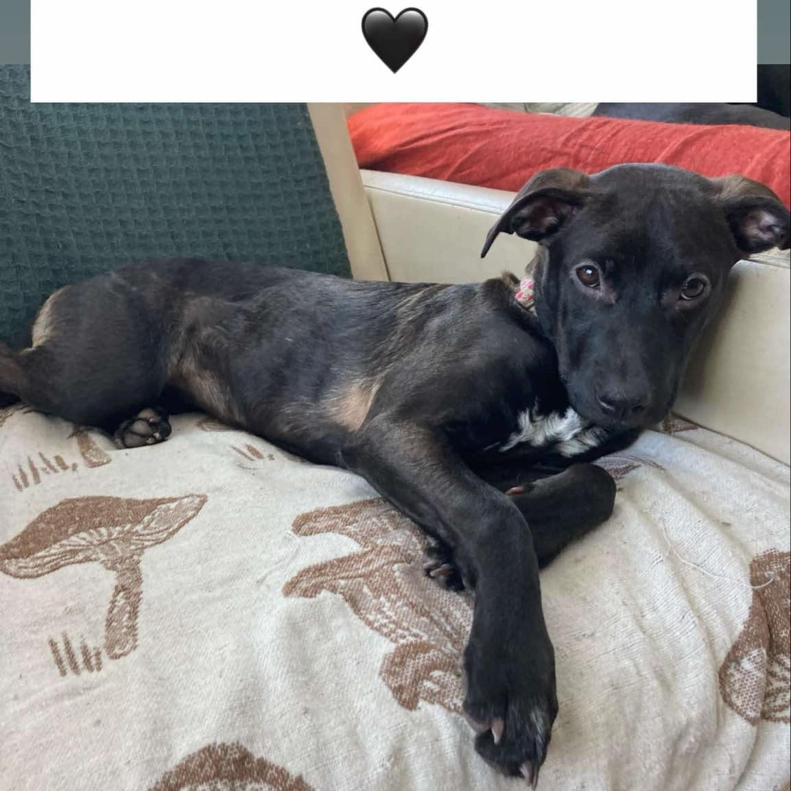 Bella, Adopted, Young Female Black Labrador Retriever.