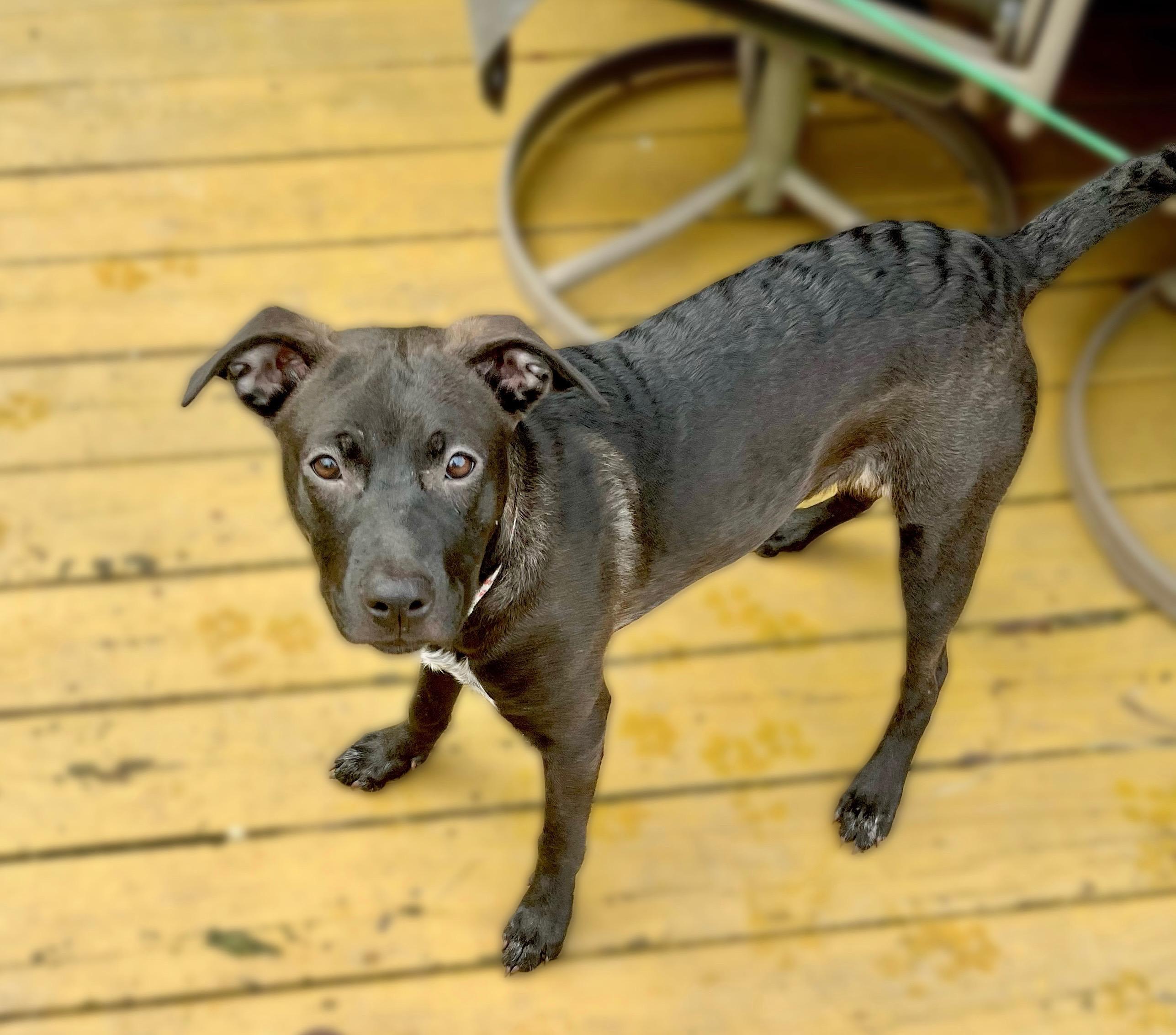Enlarge Bella, a Adopted mixed breed in Oakdale, PA image 4/6