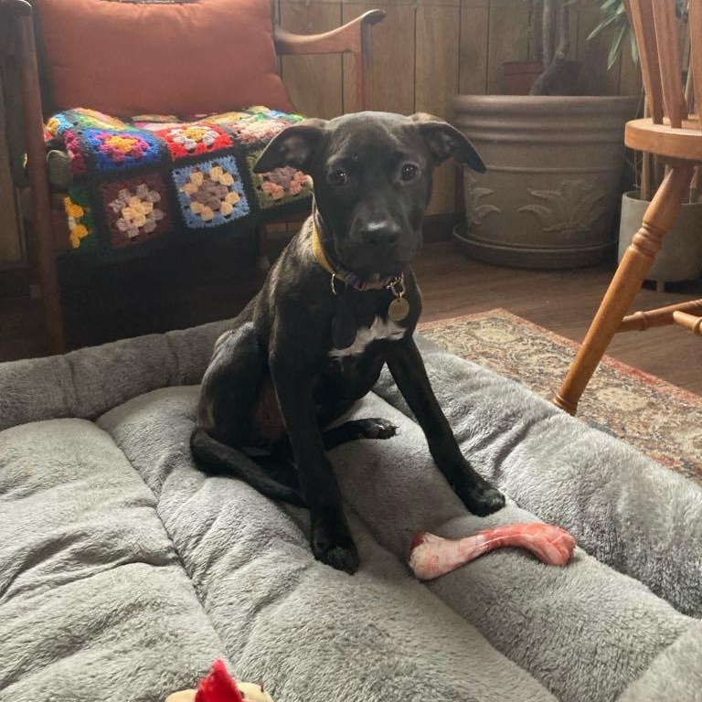 Enlarge Bella, a Adopted mixed breed in Oakdale, PA image 3/6