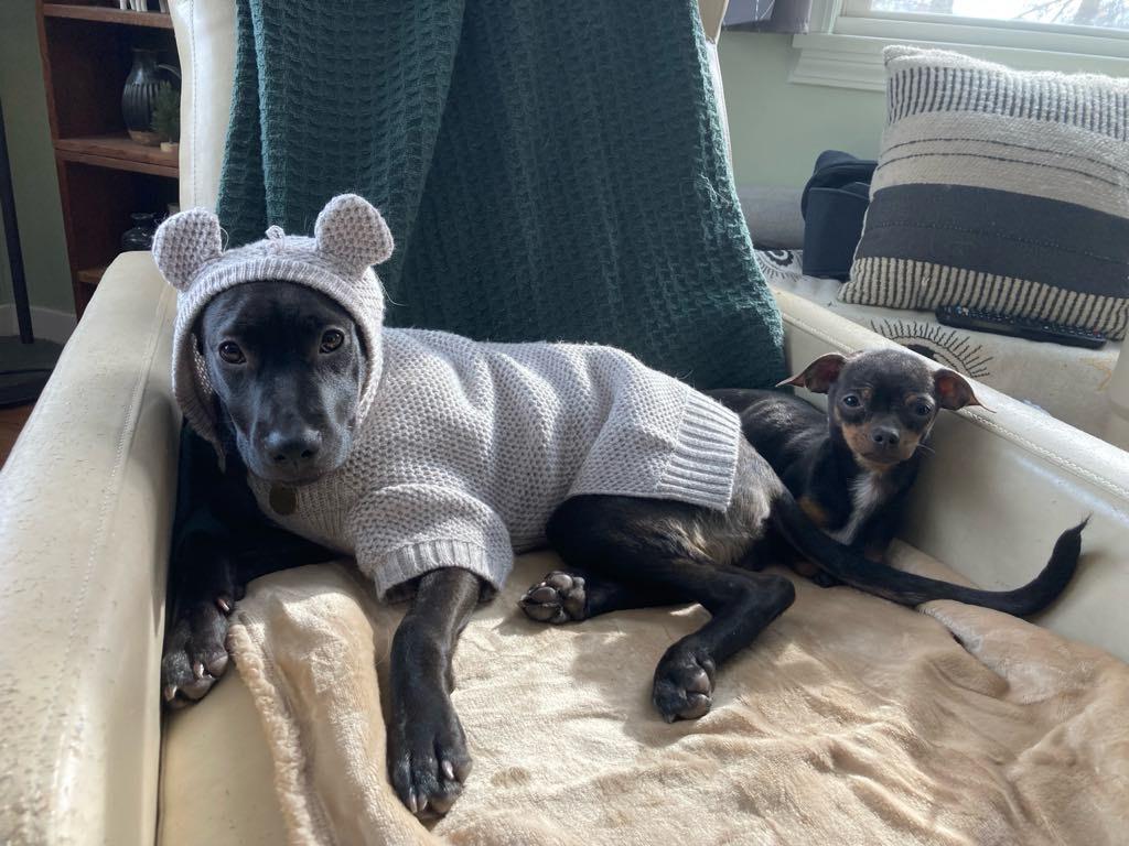 Enlarge Bella, a Adopted mixed breed in Oakdale, PA image 2/6