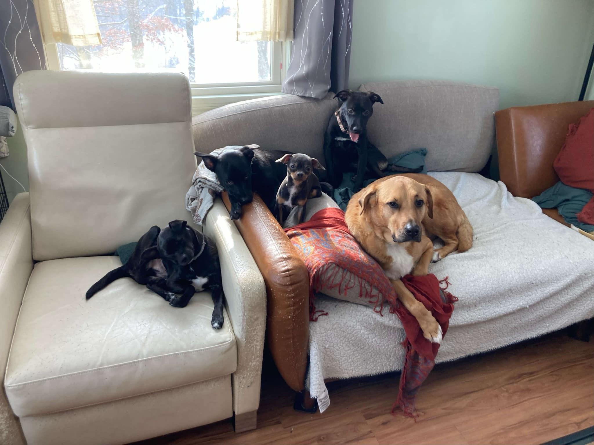 Enlarge Bella, a Adopted mixed breed in Oakdale, PA image 6/6