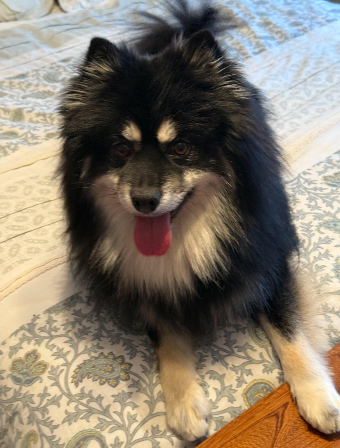 Enlarge Loki!!, an adopted mixed breed in Celina, OH image 4/4