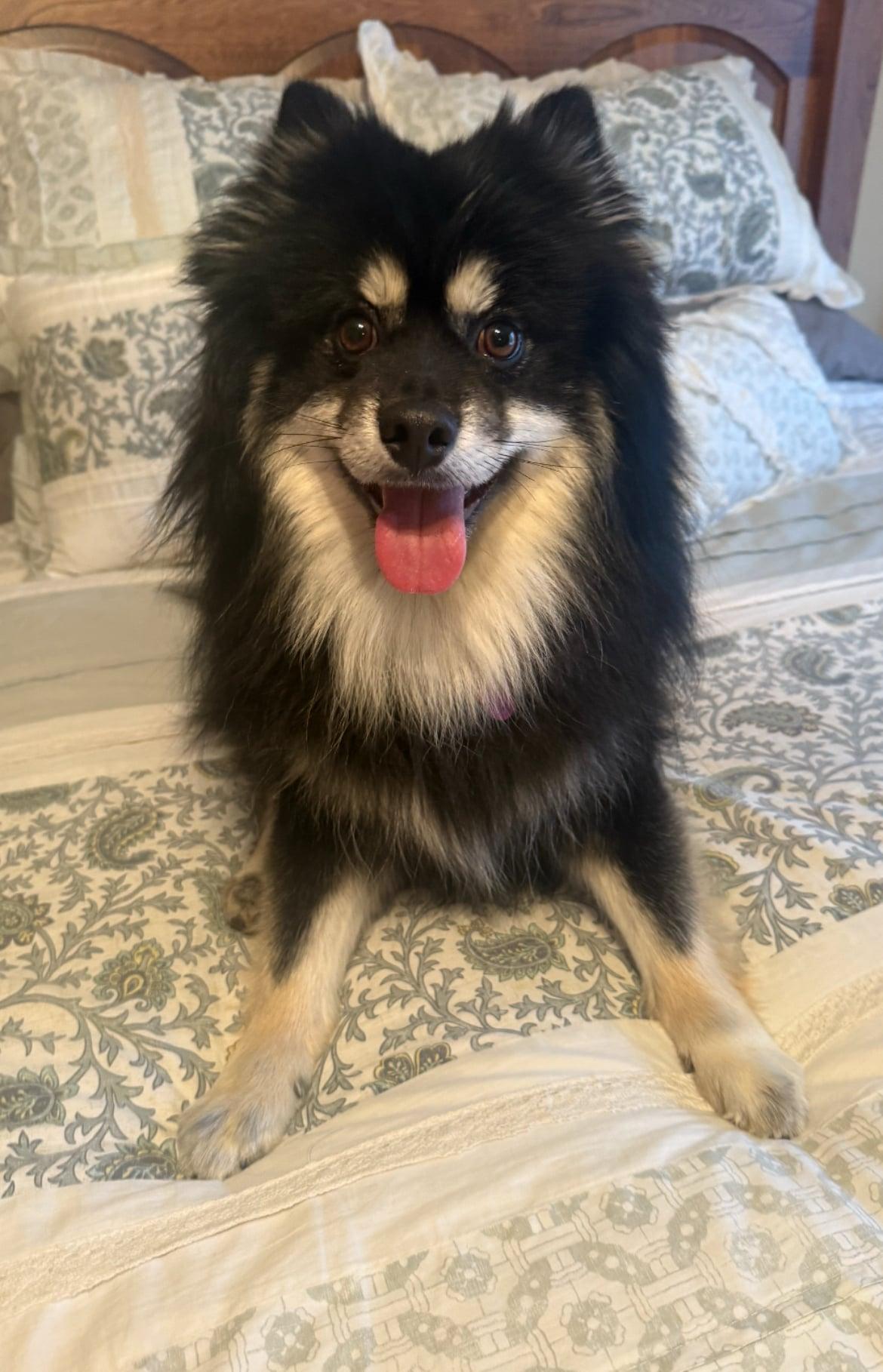 Loki!!, adopted, Young Male Pomsky.