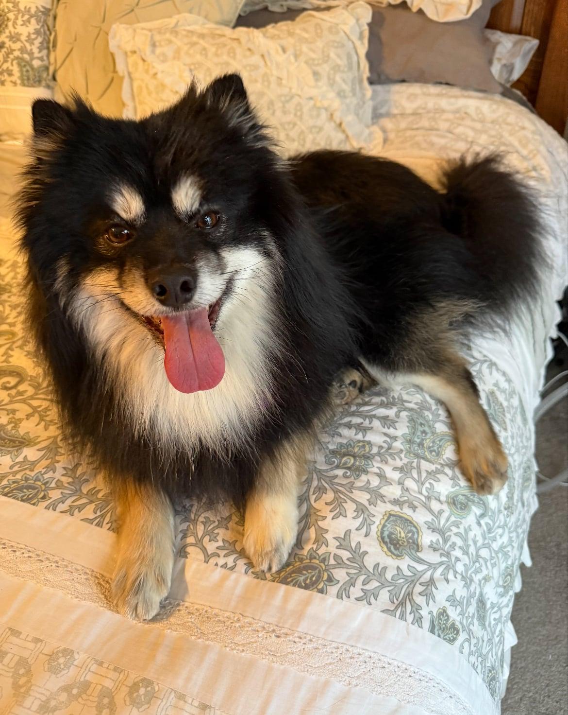 Enlarge Loki!!, an adopted mixed breed in Celina, OH image 2/4