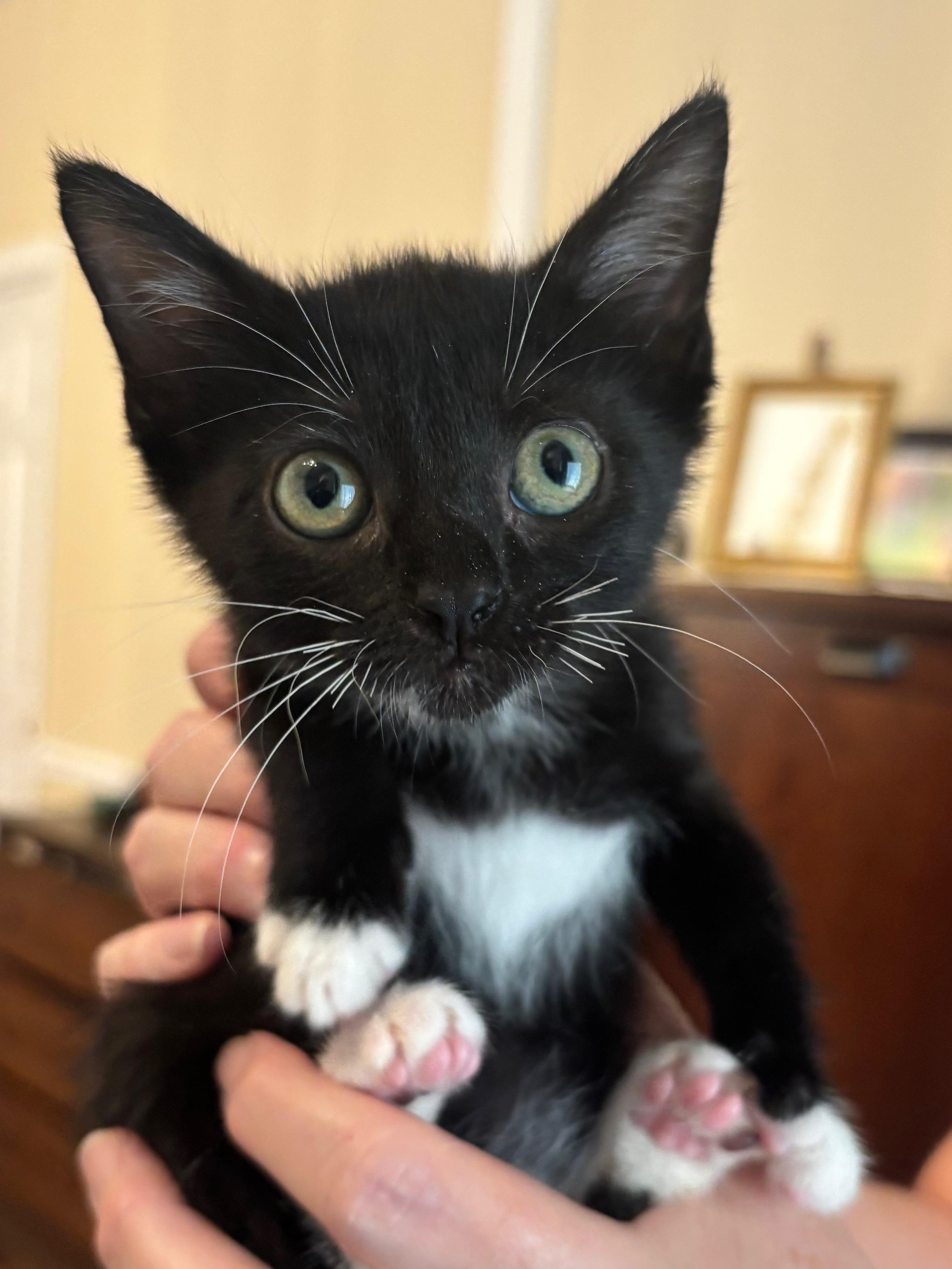 Stacey, ADOPTABLE, Kitten Female Domestic Short Hair.