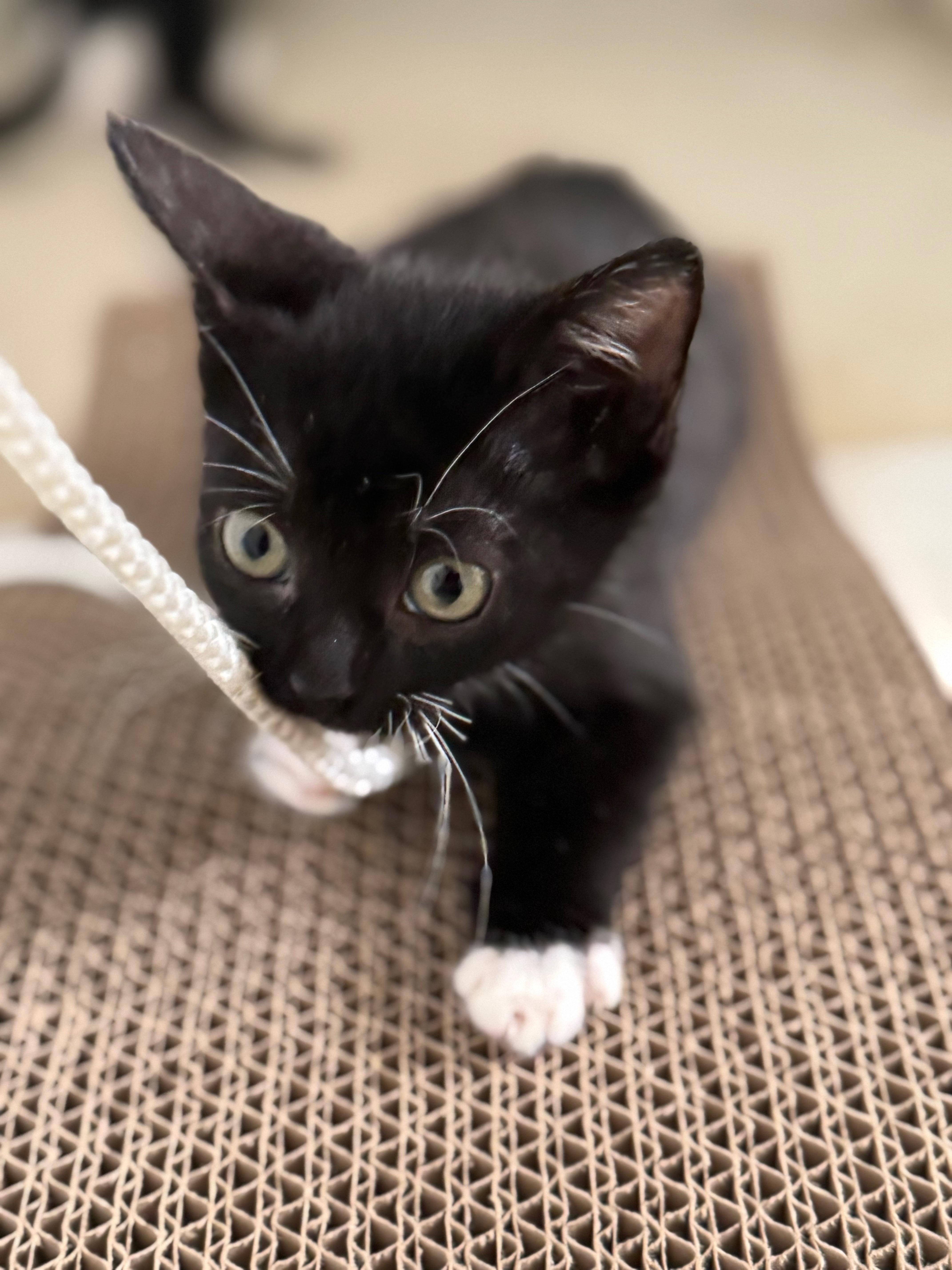 Enlarge Stacey, a ADOPTABLE Domestic Short Hair in Hilton Head Island, SC image 2/2