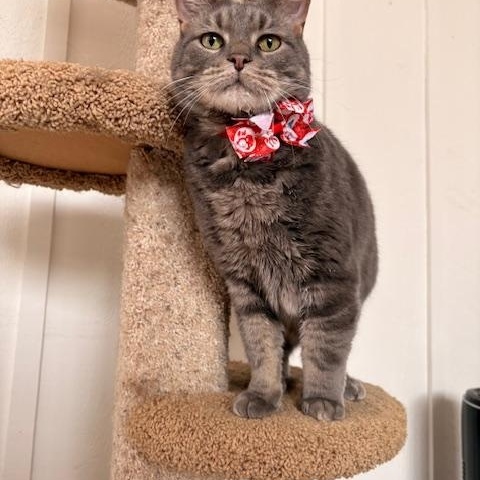Enlarge Taz - Plays Fetch!, a ADOPTABLE Tabby in Holland, MI image 3/4
